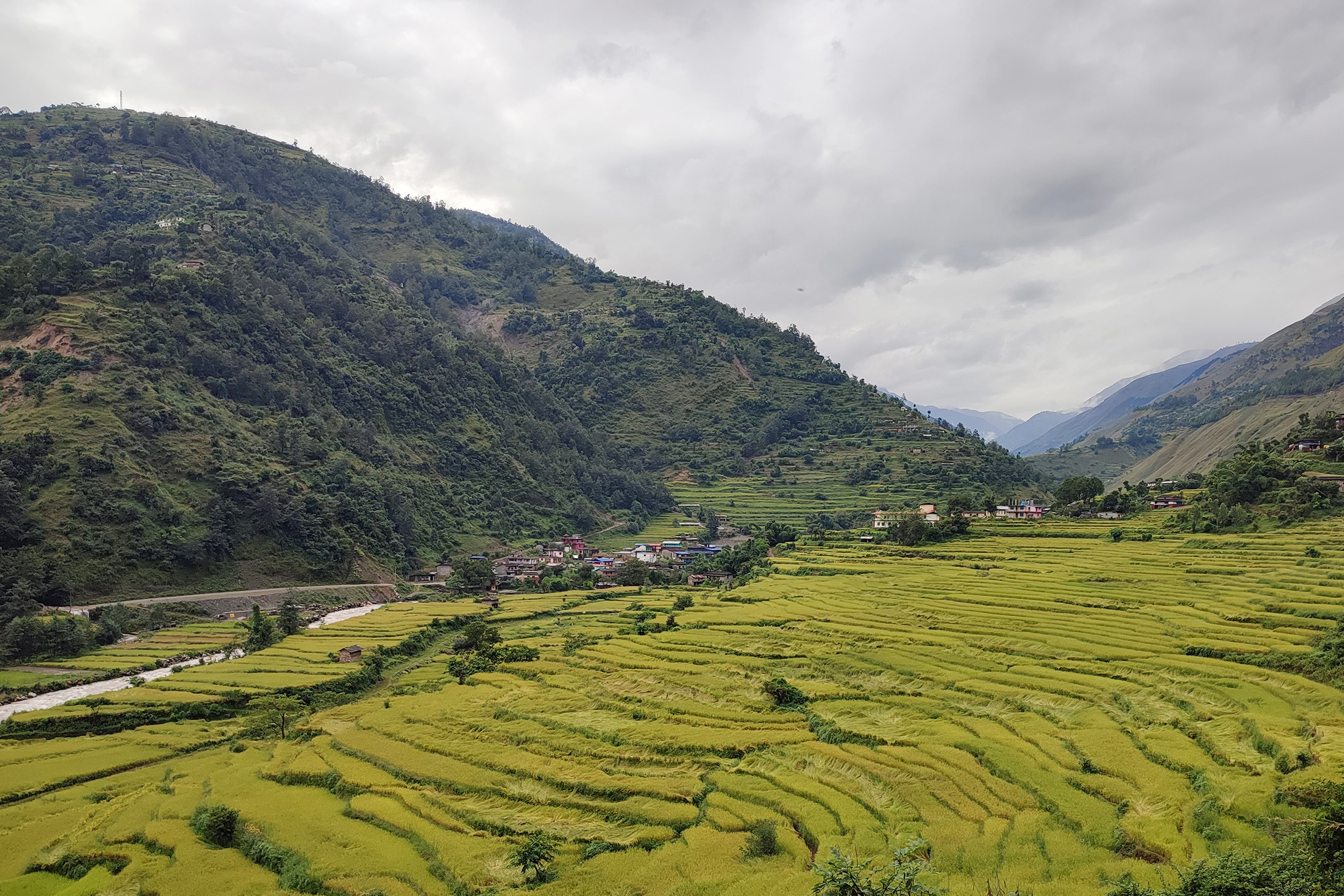 पाक्दै गरेको धानबाली ढलेपछि किसान चिन्तित
