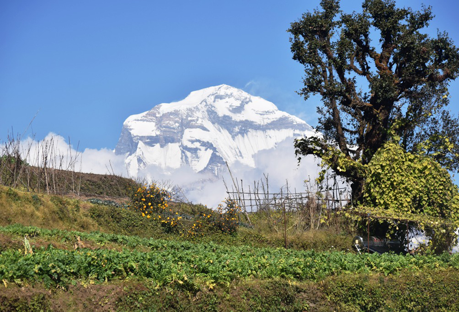धौलागिरि हिमाल