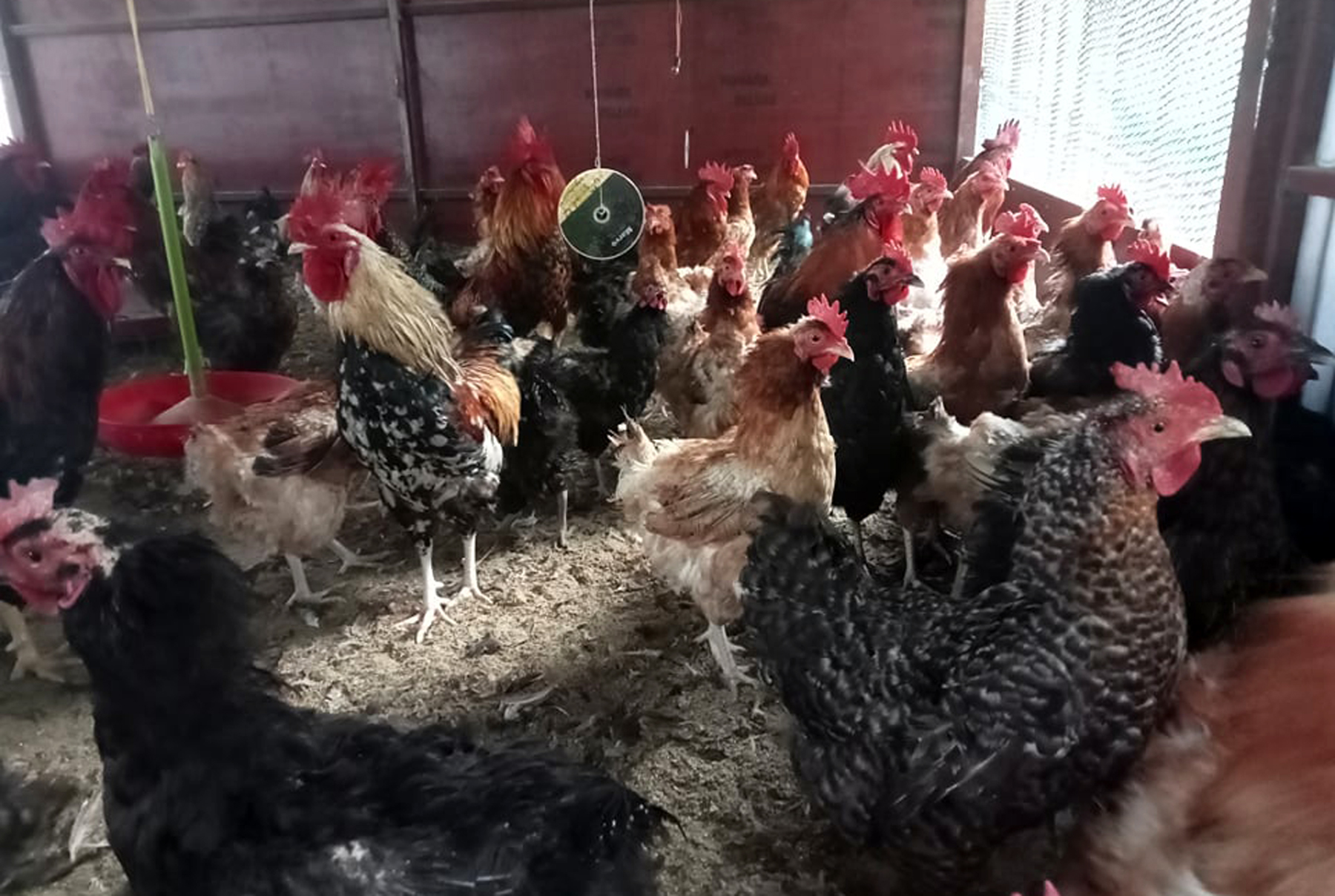 व्यावसायिक कुखुरापालन
