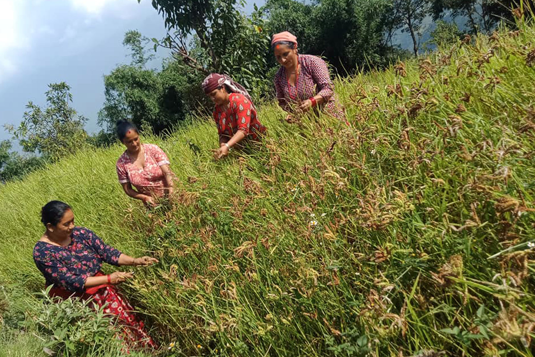 कोदो बाली भित्र्याउन किसानलाई चटारो