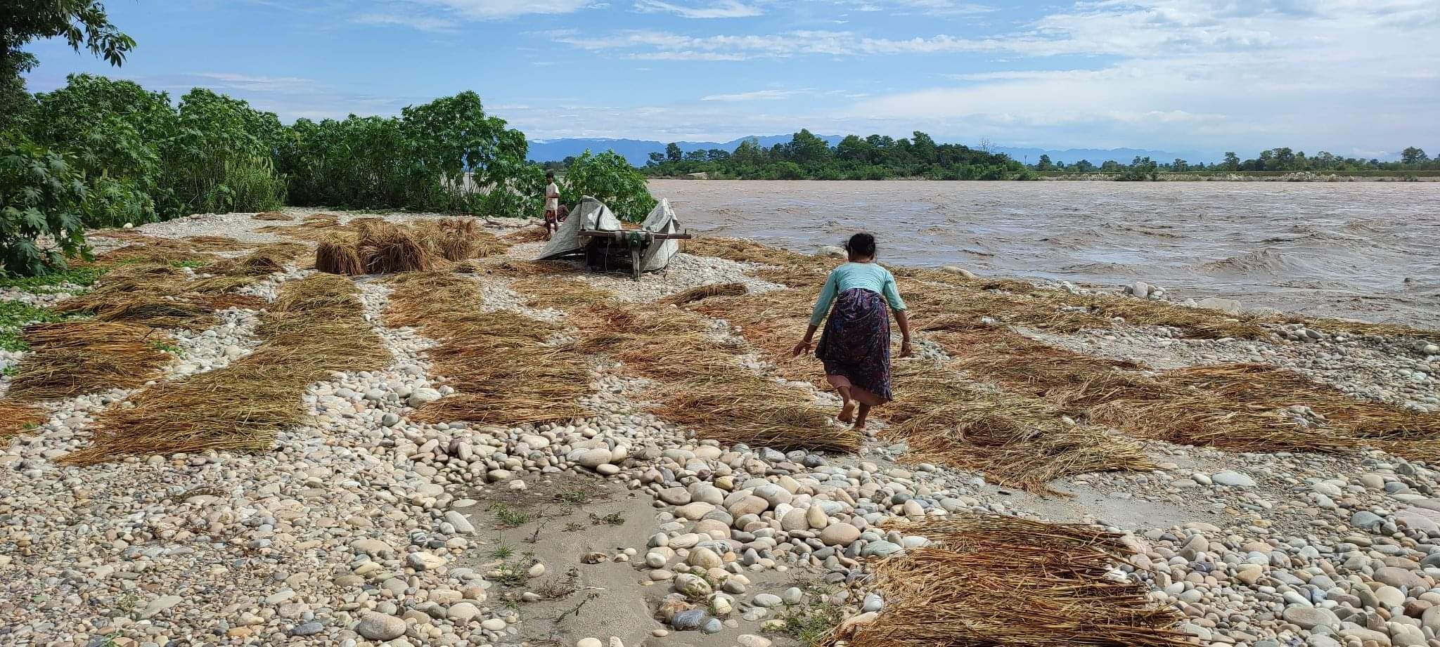 शाहिपुरको कर्णाली ढिकमा धान सुकाउदै स्थानीय