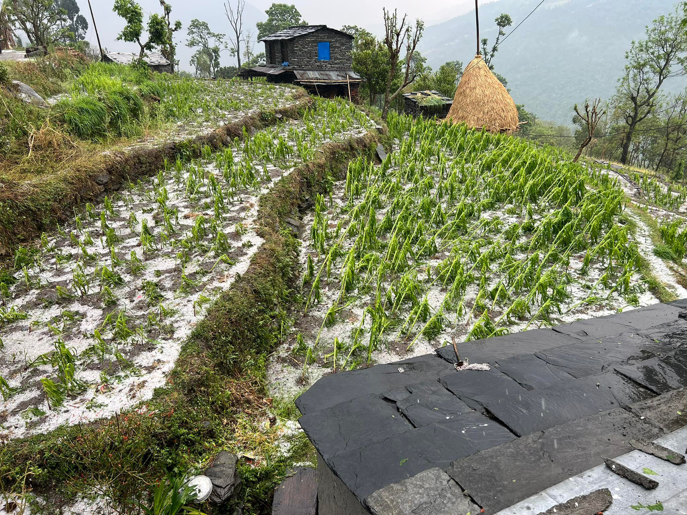 असिनाले नष्ट गरेको बाली