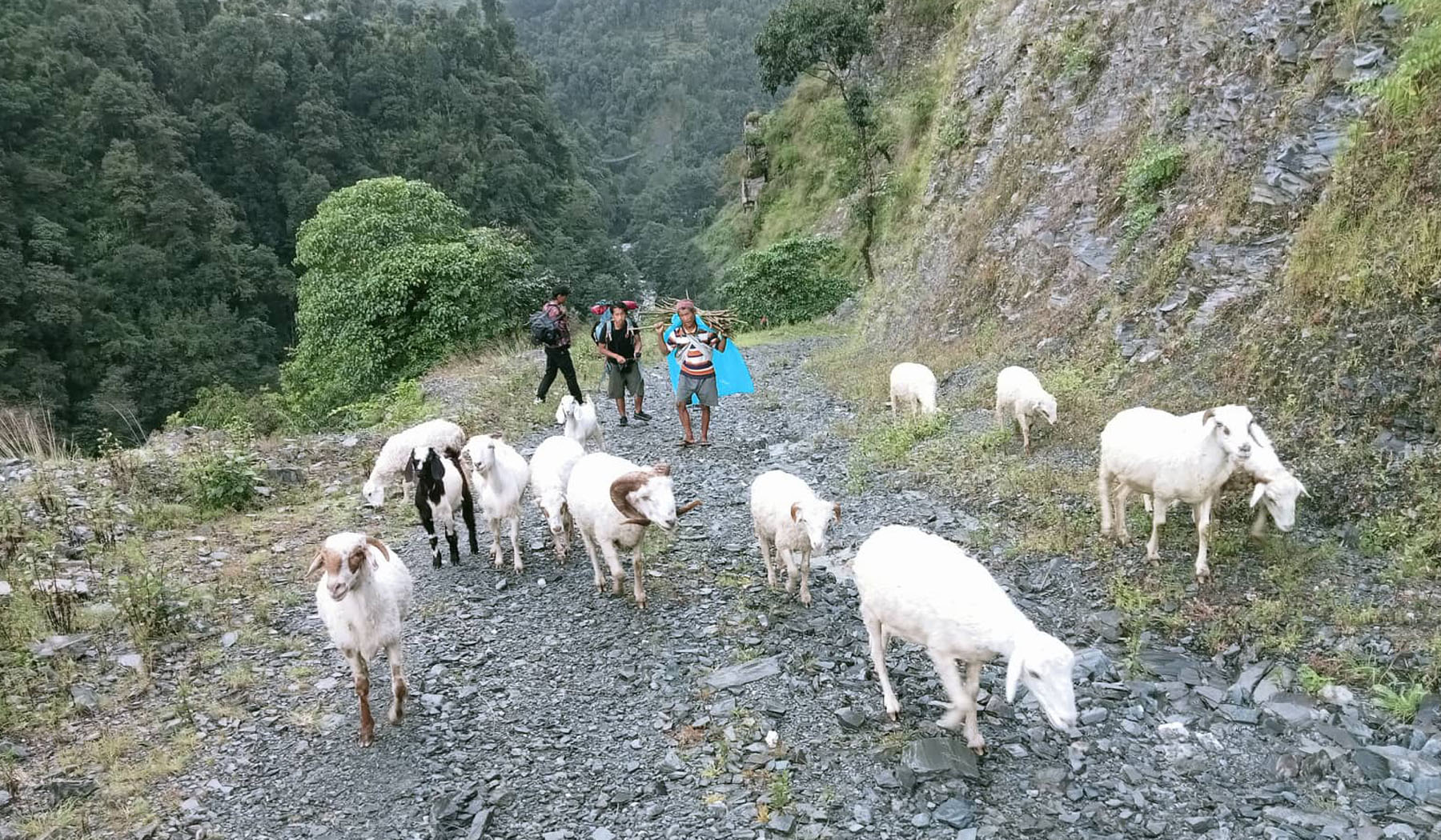 भेडाका साँड