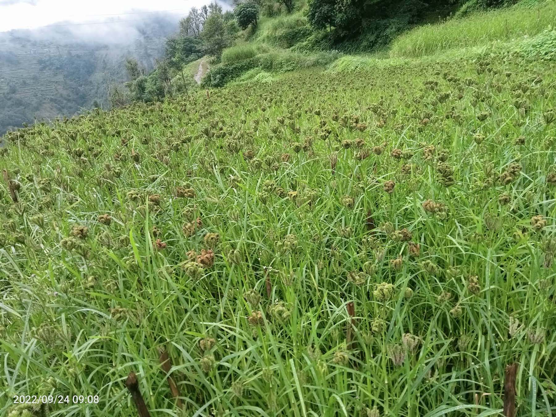 बेलीमा कोदो खेती