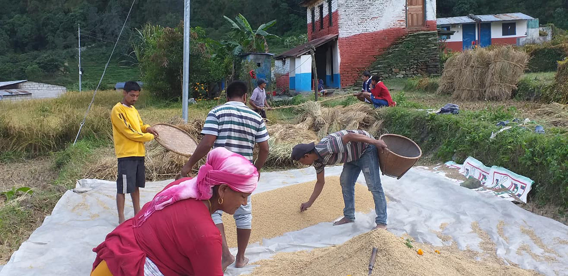 धान स्याहार्दै किसान
