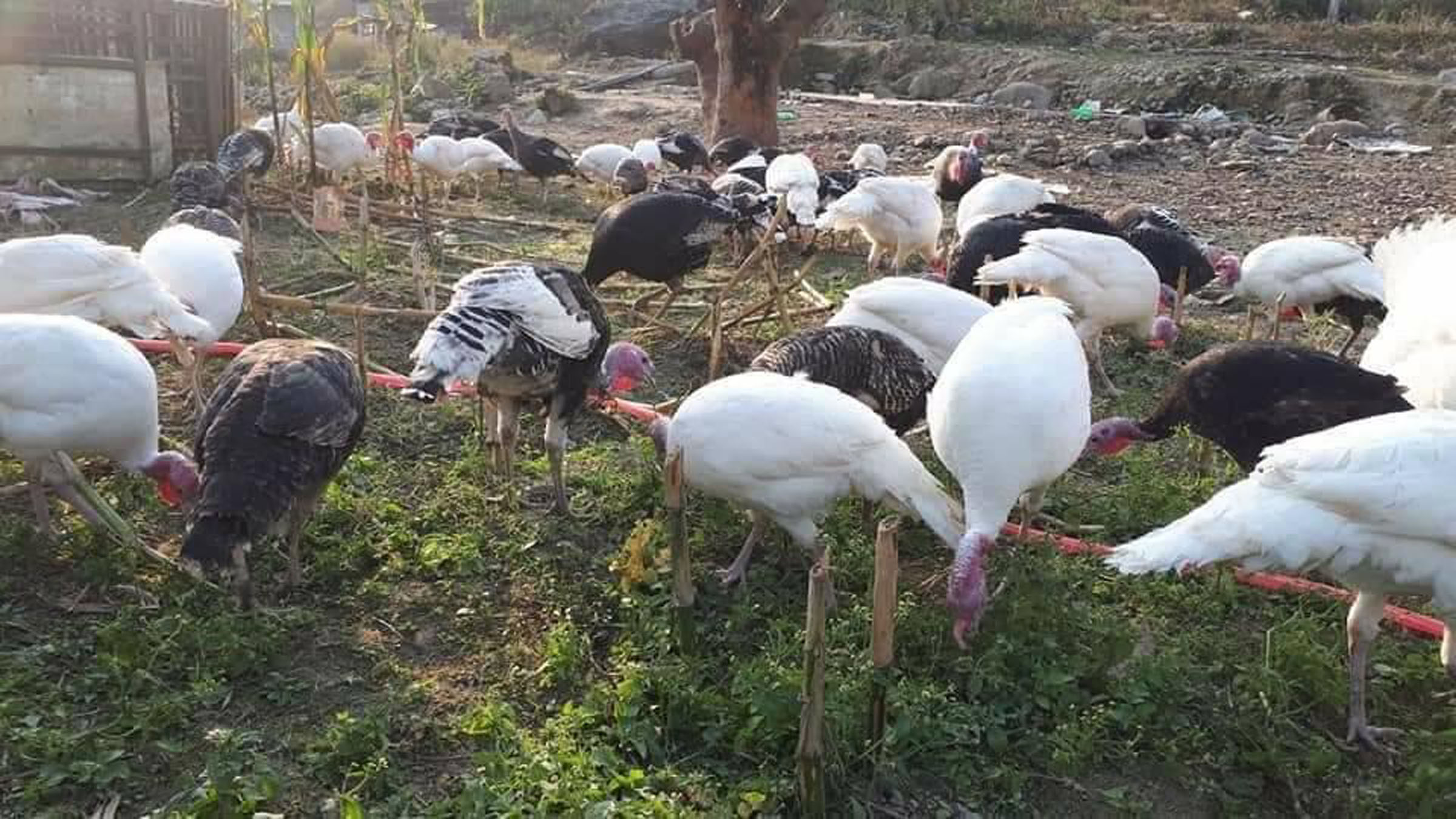 चारो चर्दै कालिज