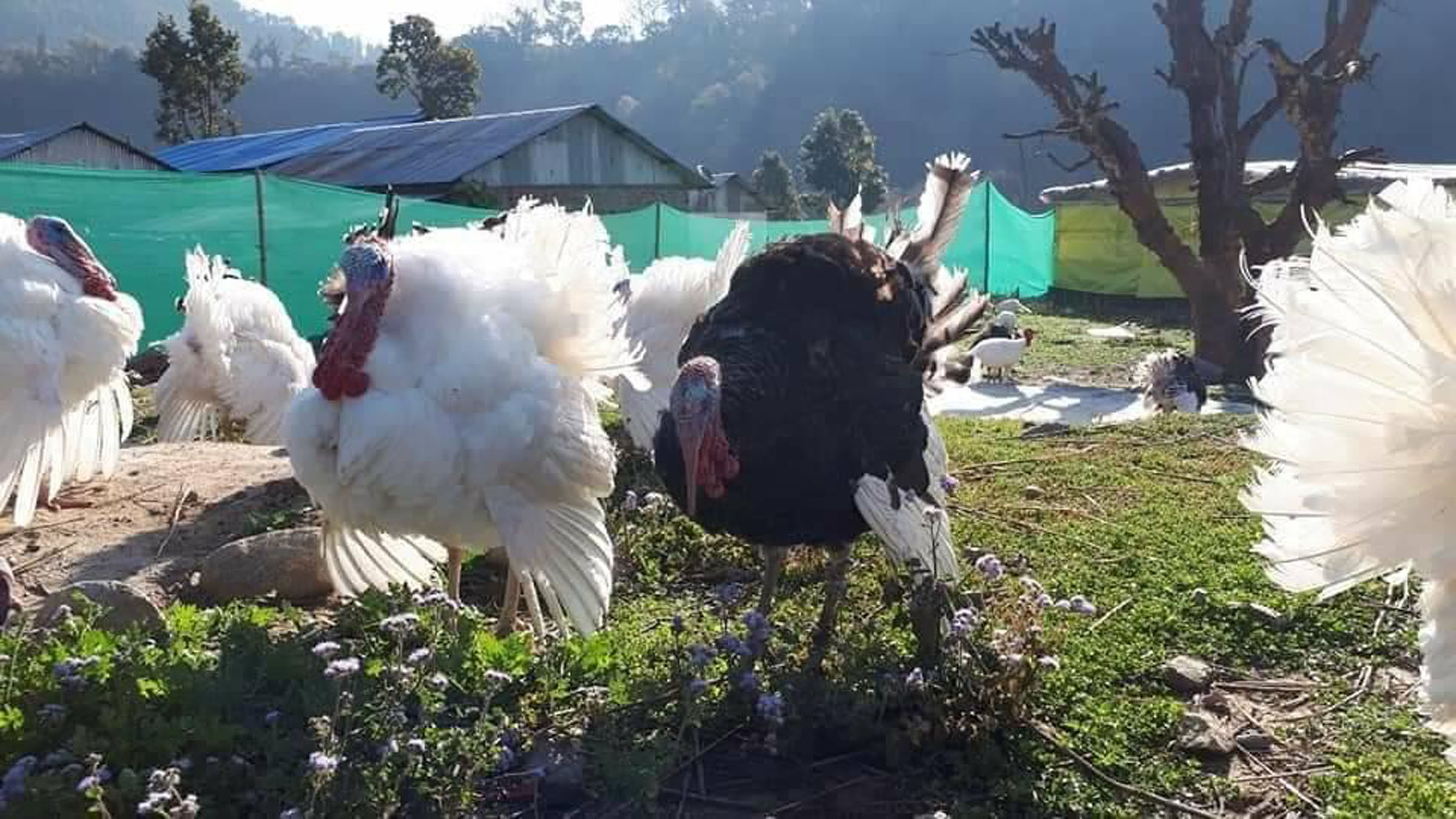 पाहार ताप्दै टर्की