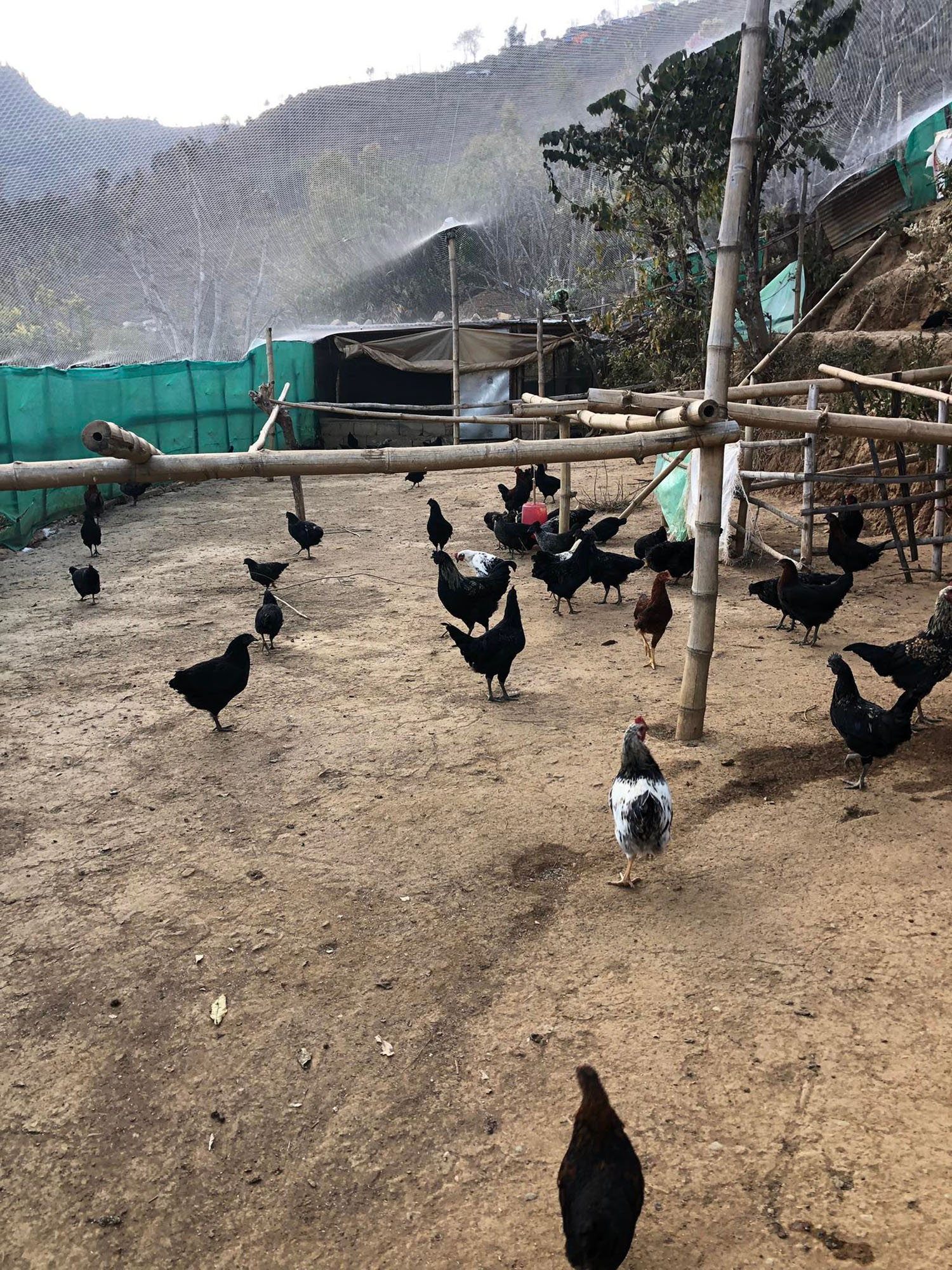 स्थानीय जातका कुखुरा र कालिज पालन