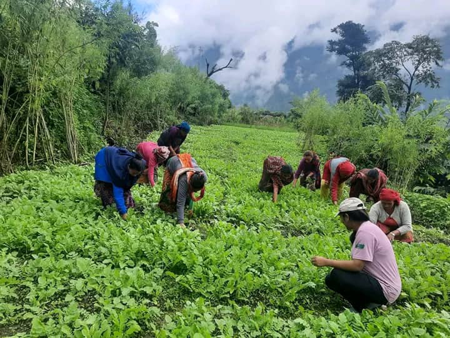 सामूहिक तरकारी खेती
