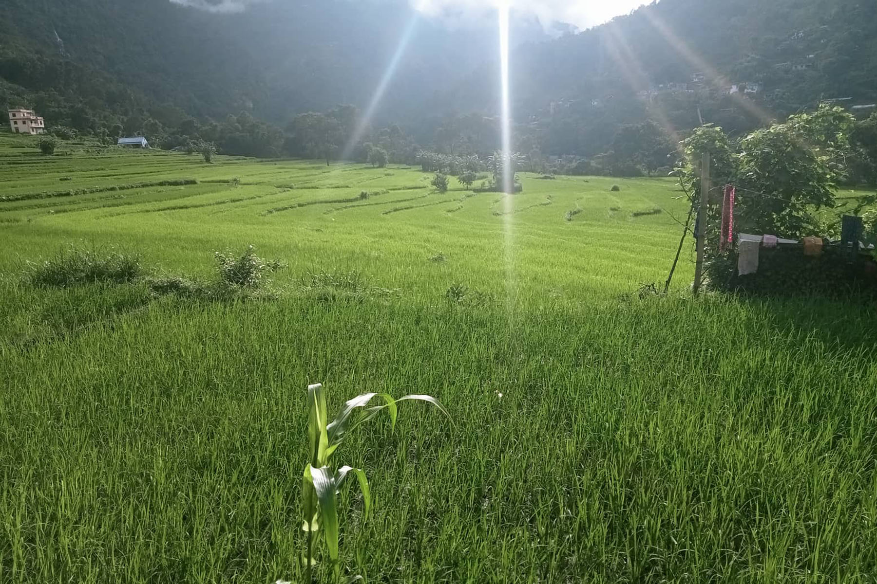 बगरफाँटको धान खेती