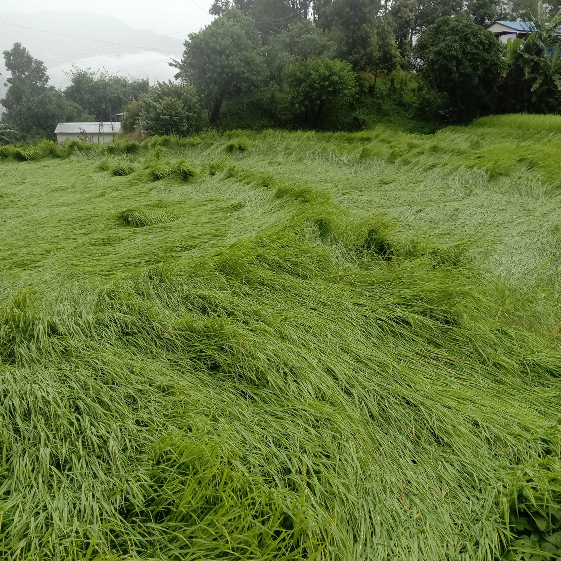 पाक्नै लागेको धान ढल्यो