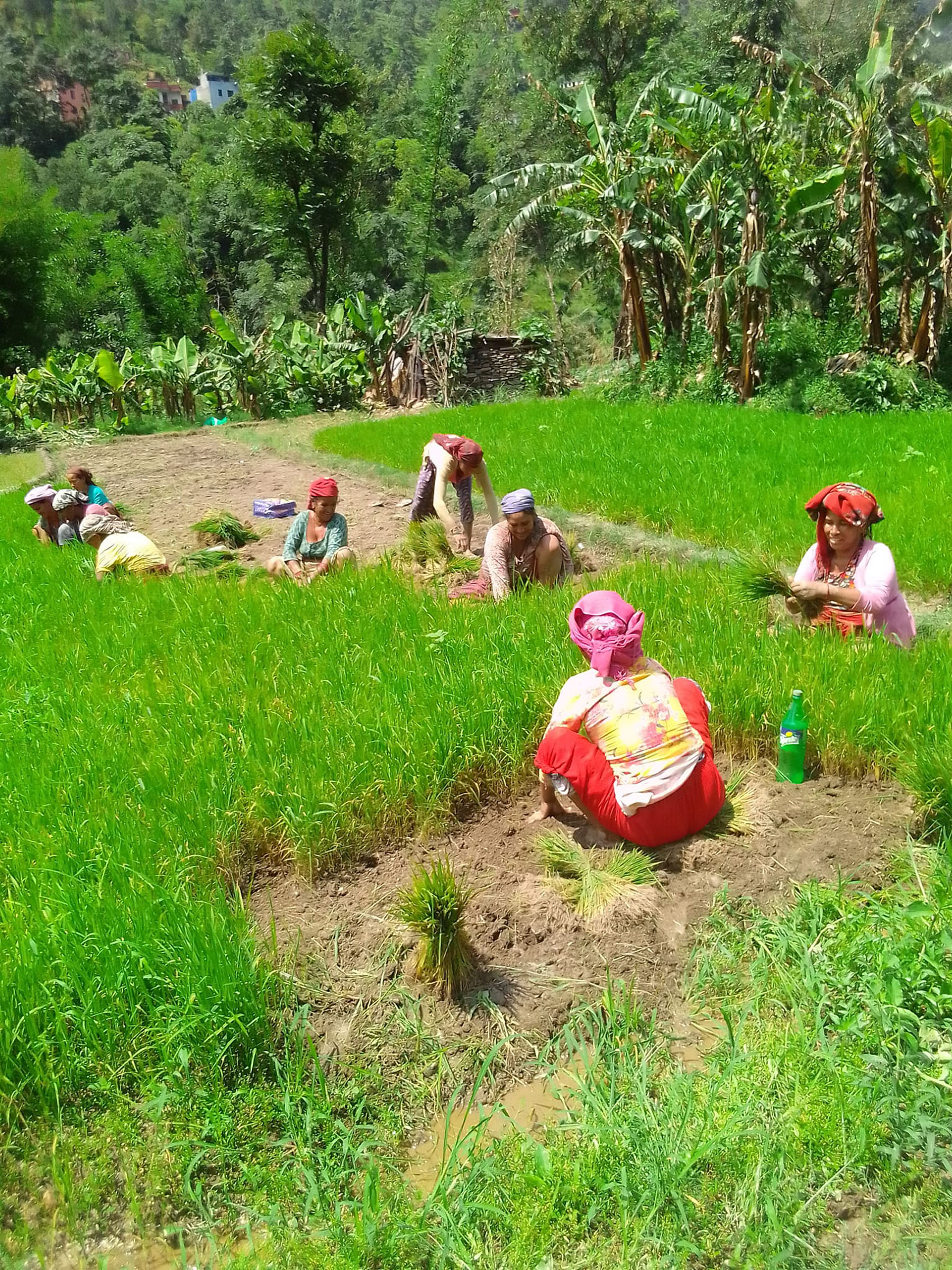 ब्याडबाट वीउ निकाल्दै