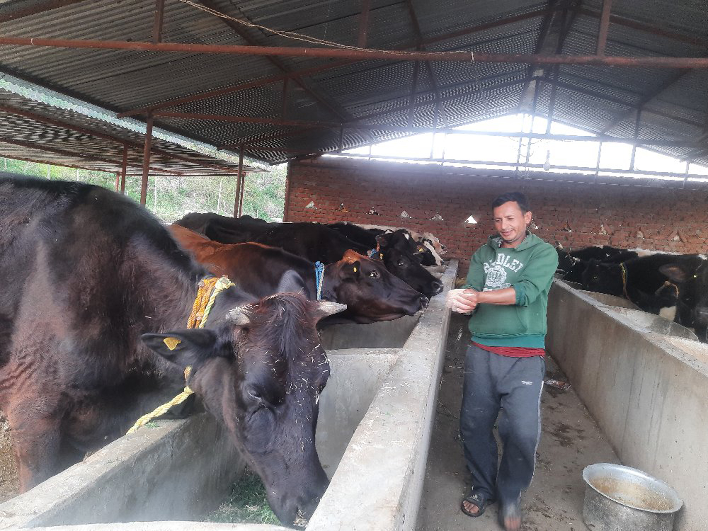 व्यावसायिक गाइपालन