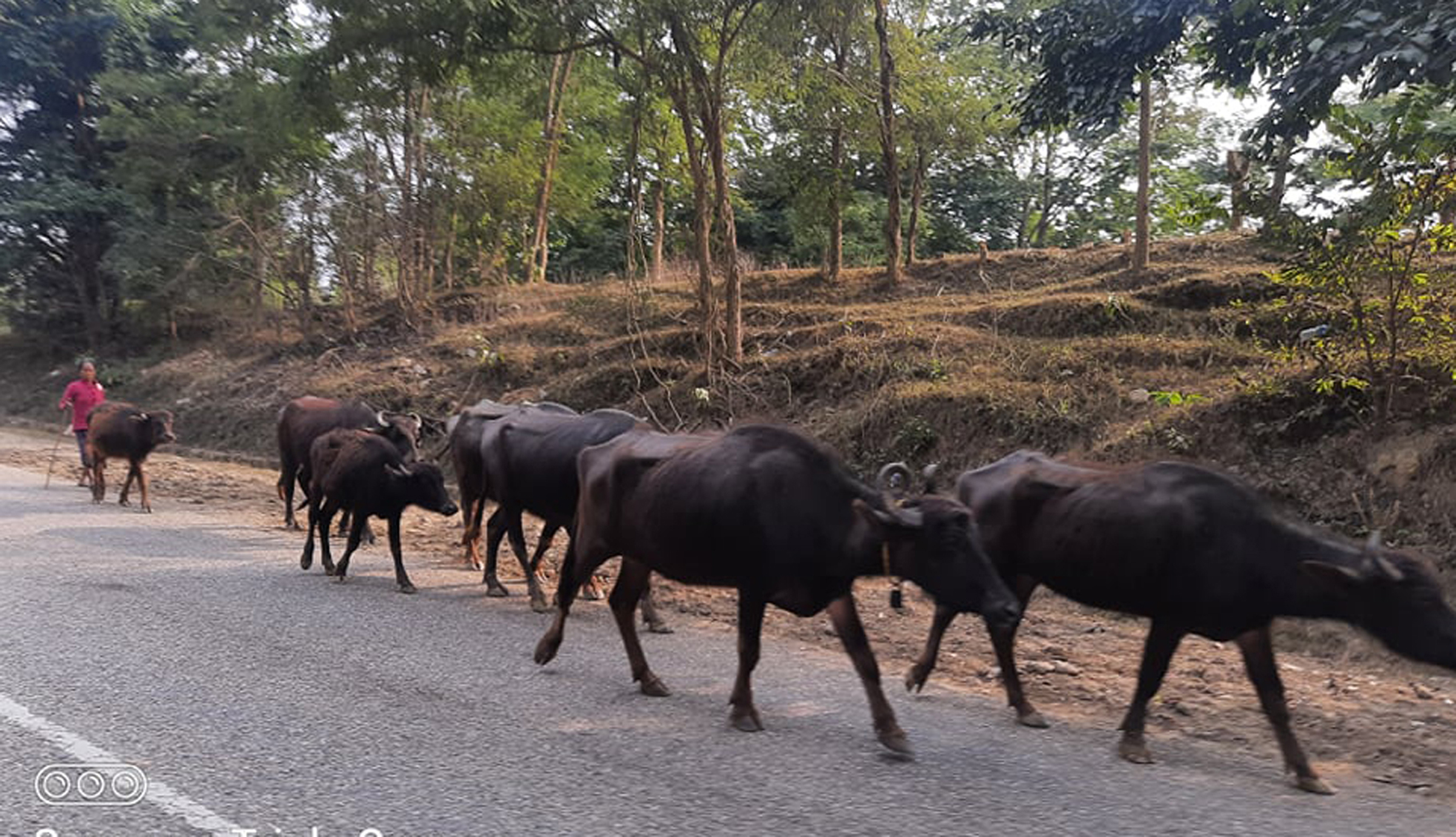 व्यावसायिक भैँसीपालन