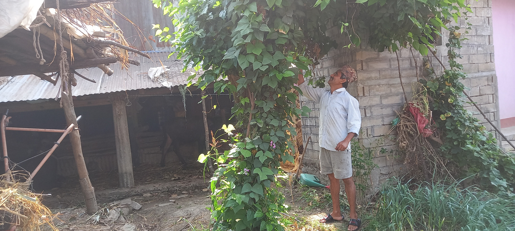 हिउँदे तरकारी उत्पादन
