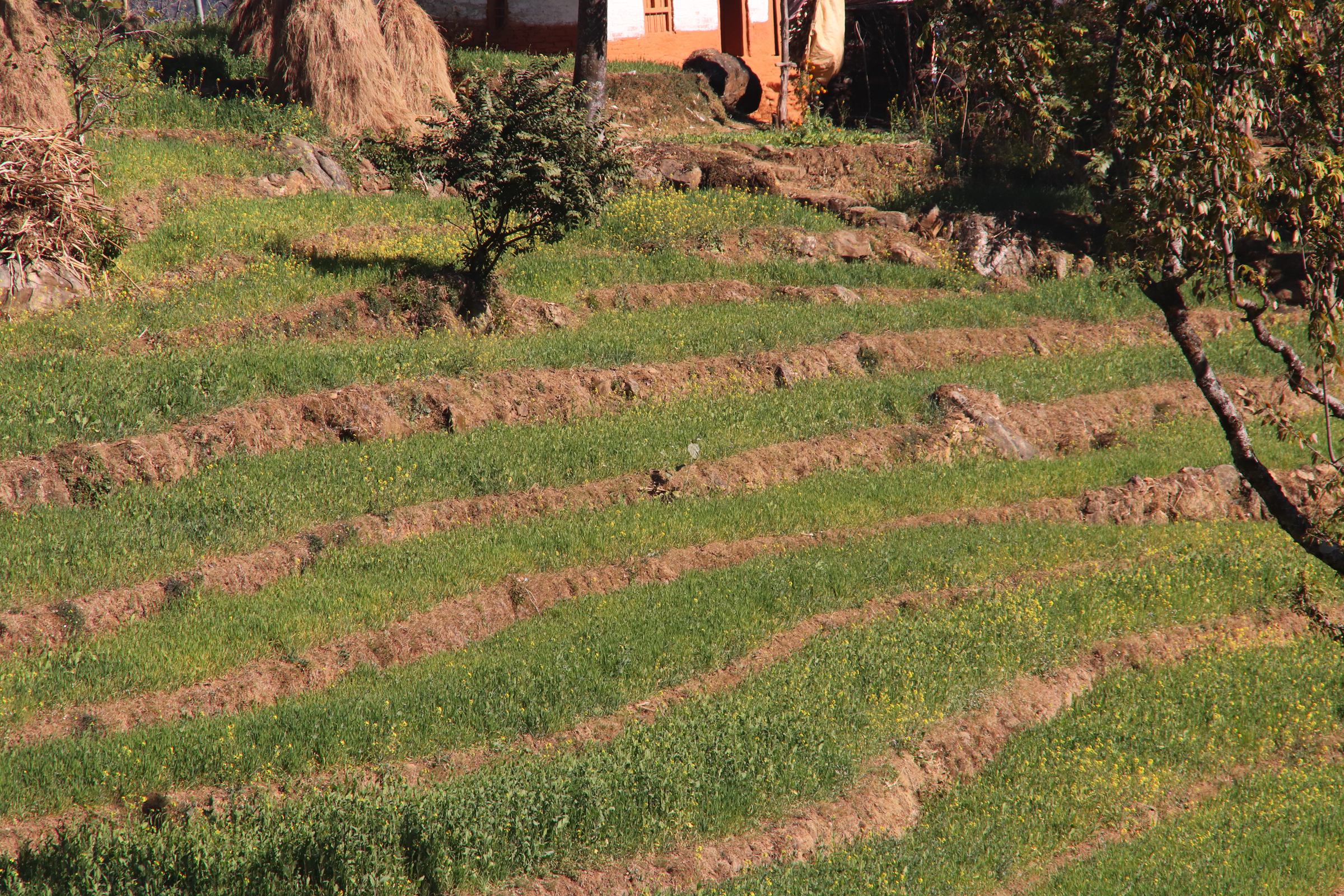 बाली सुक्दै