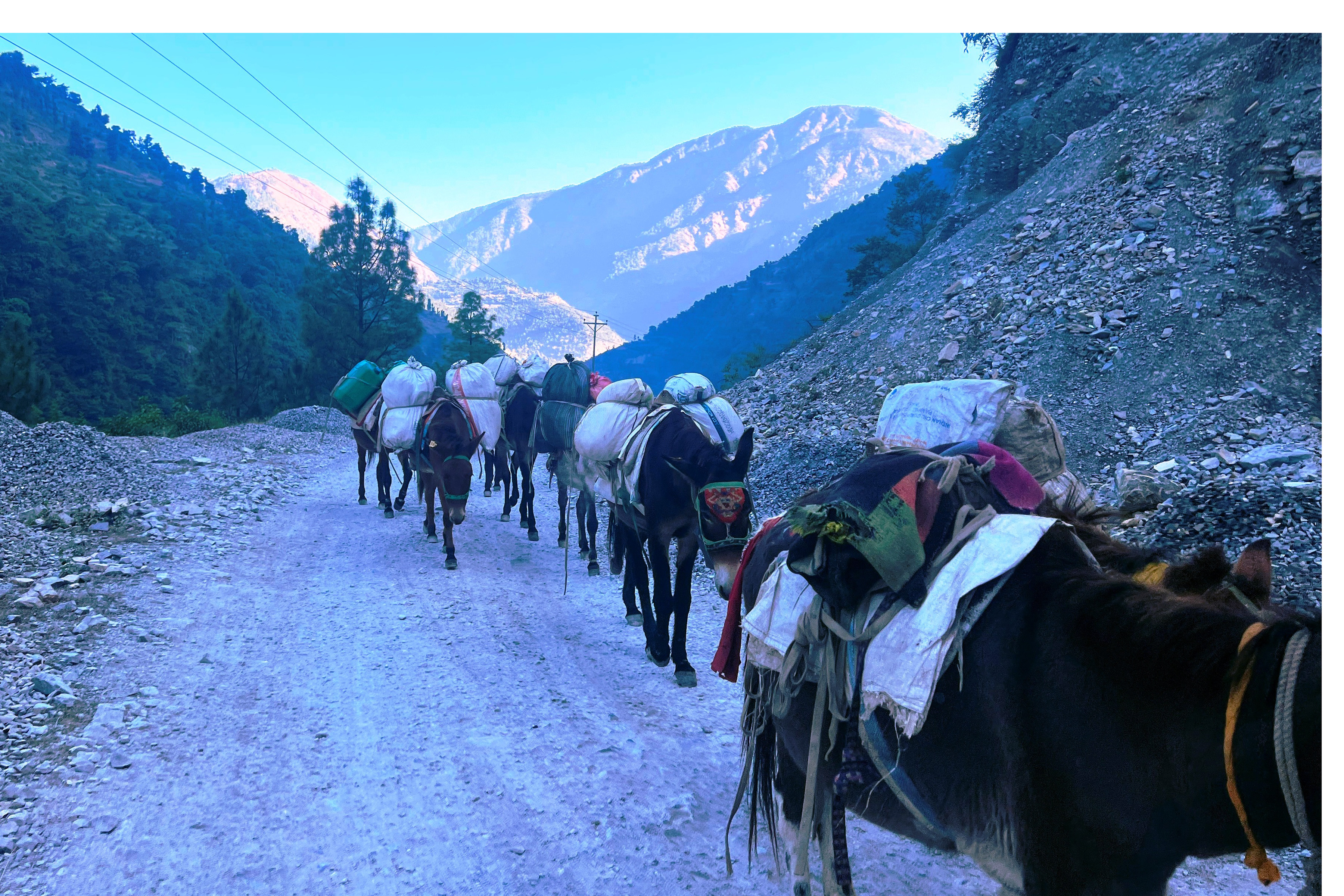 ढुवानीको साधन खच्चड