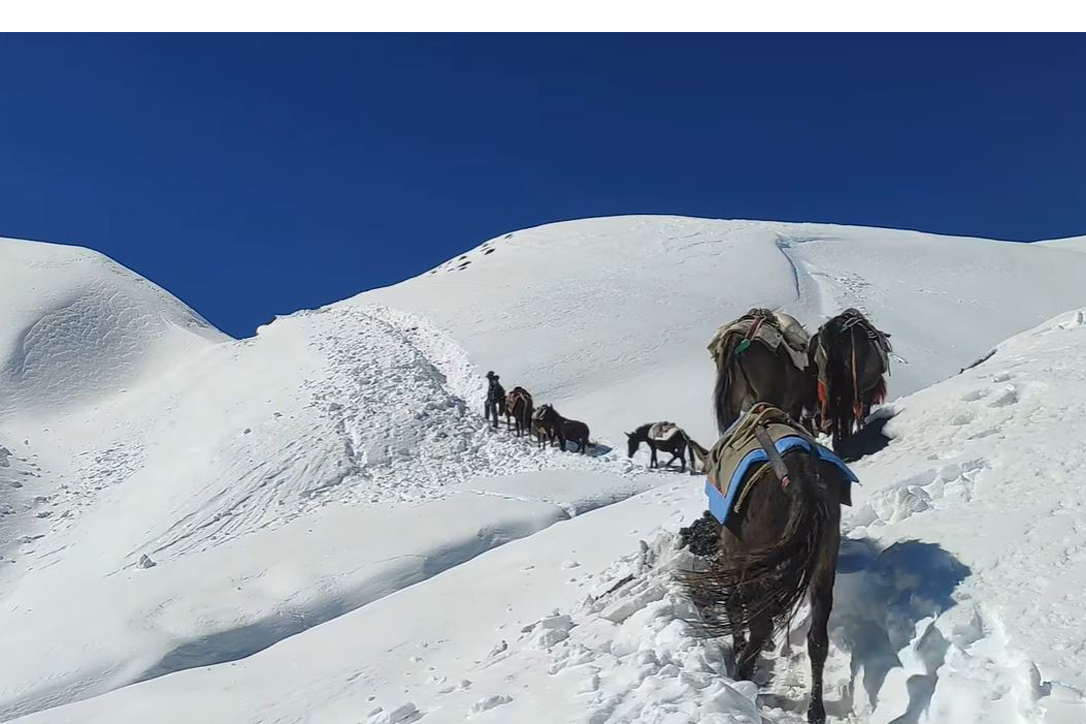दुनैतर्फ आउँदै  खच्चड