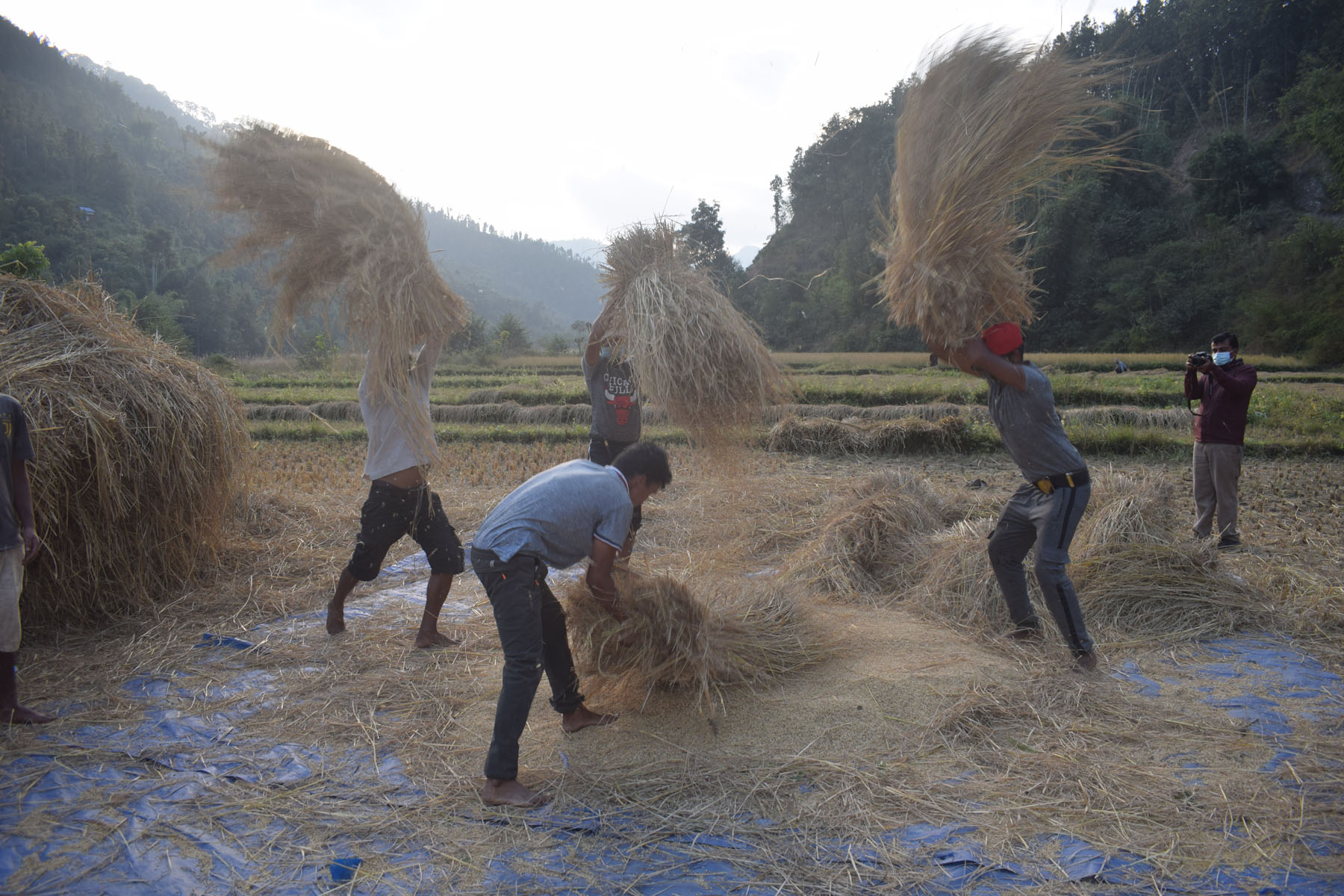 धान स्याहार्न व्यस्त किसान