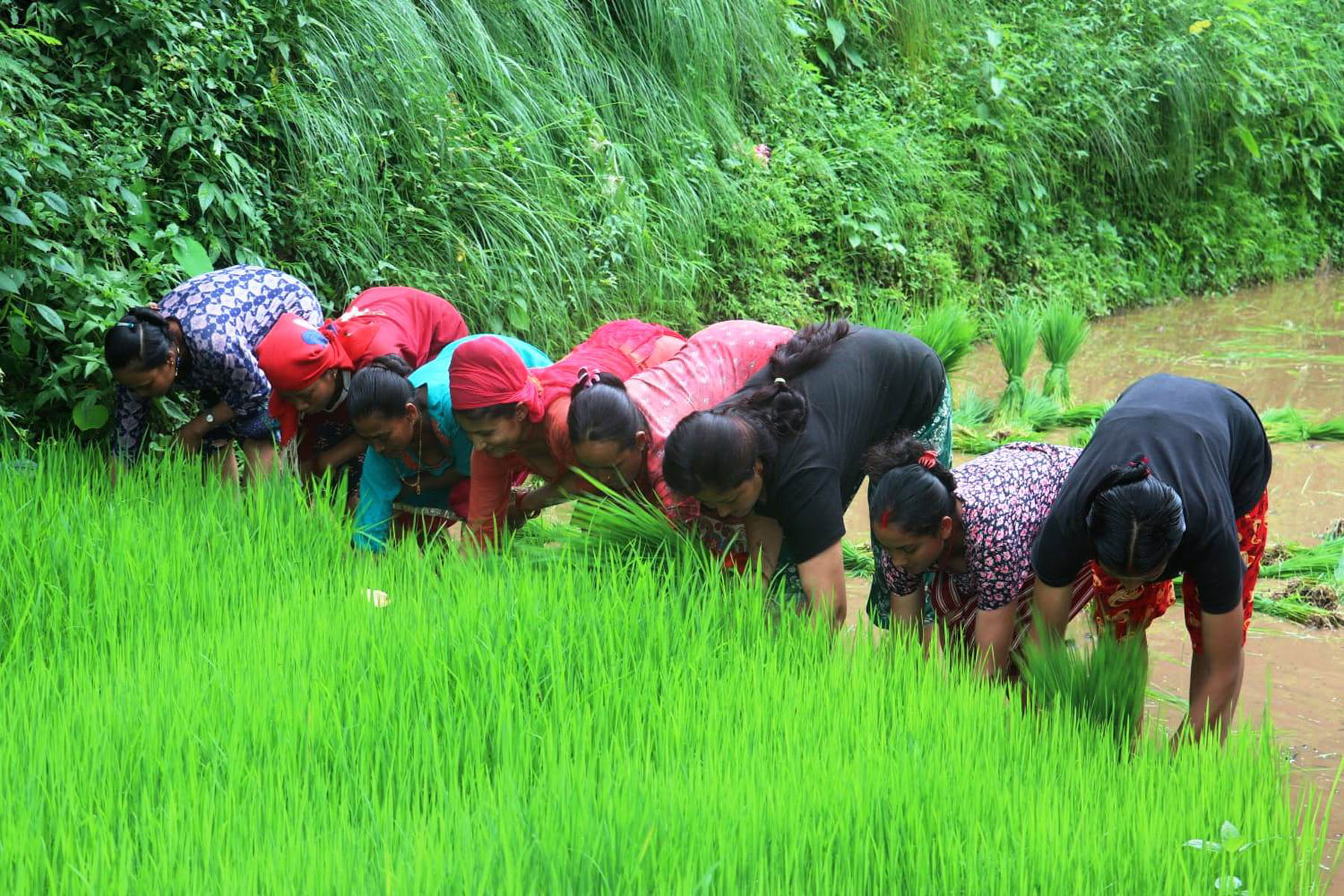 धानको बिउ उखेल्दै किसान
