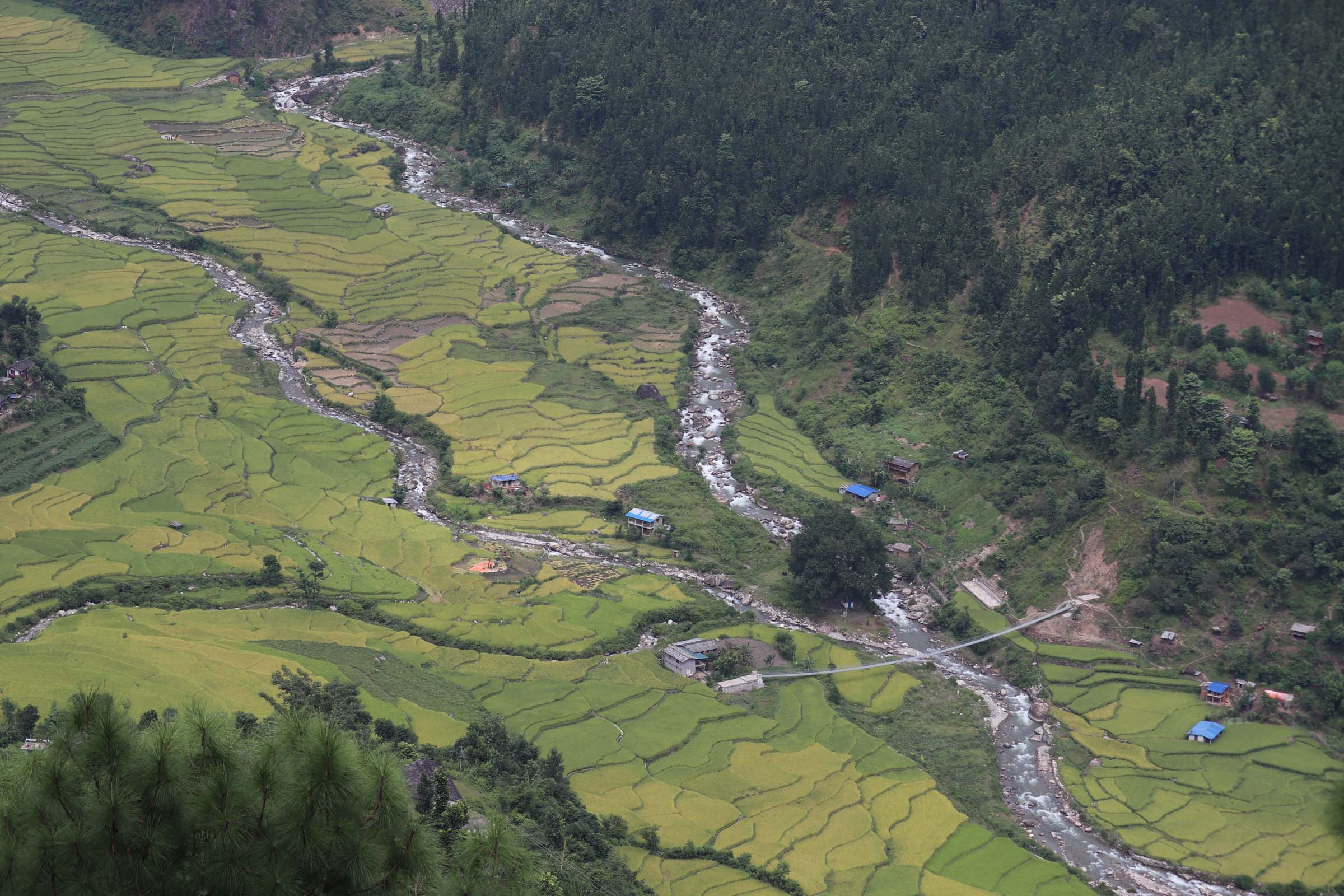 जाजरकोटको धानबाली