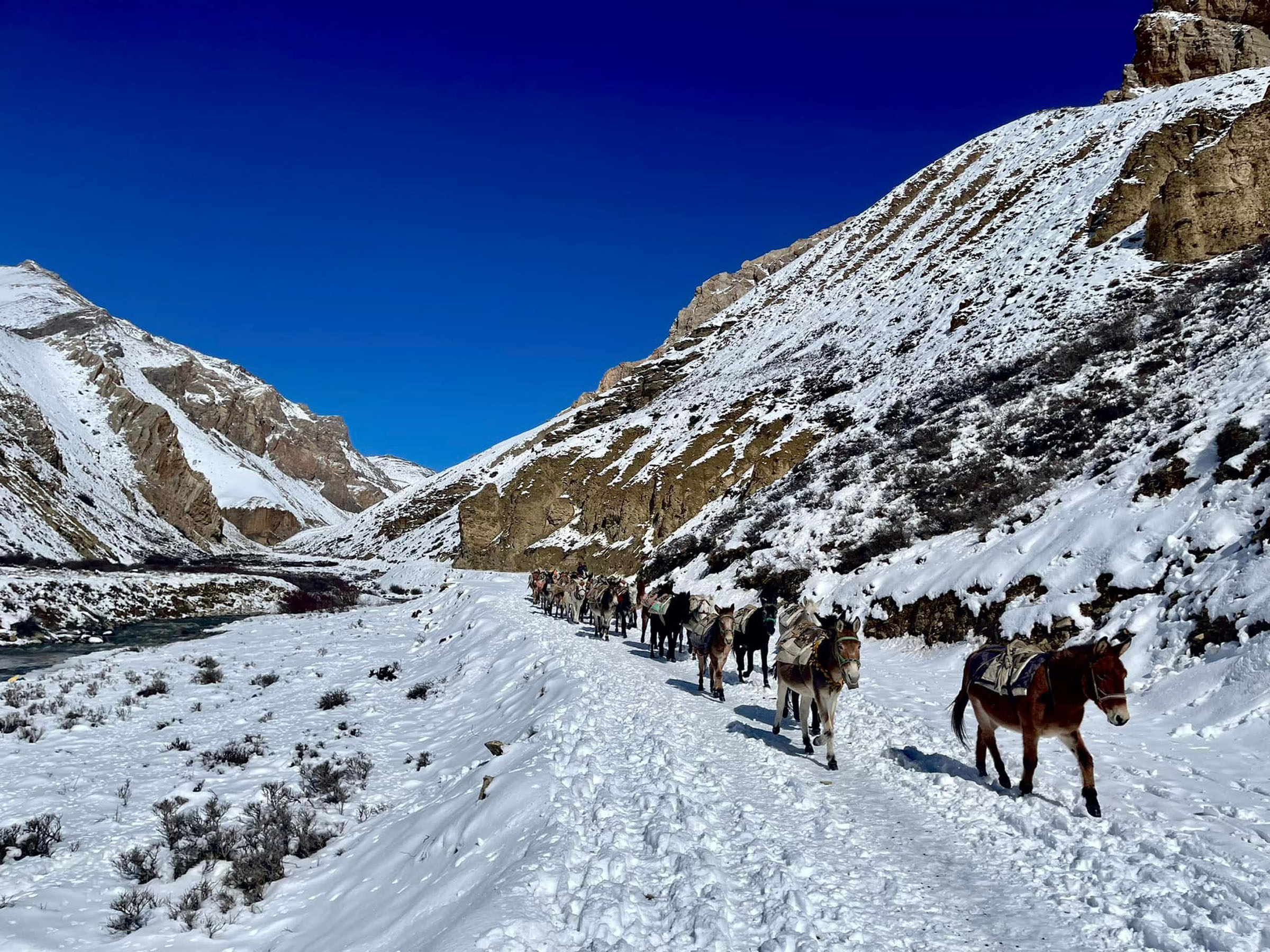 खच्चड र चौरीद्वारा उपयोग्य सामग्री ढुवानी गरिँदै
