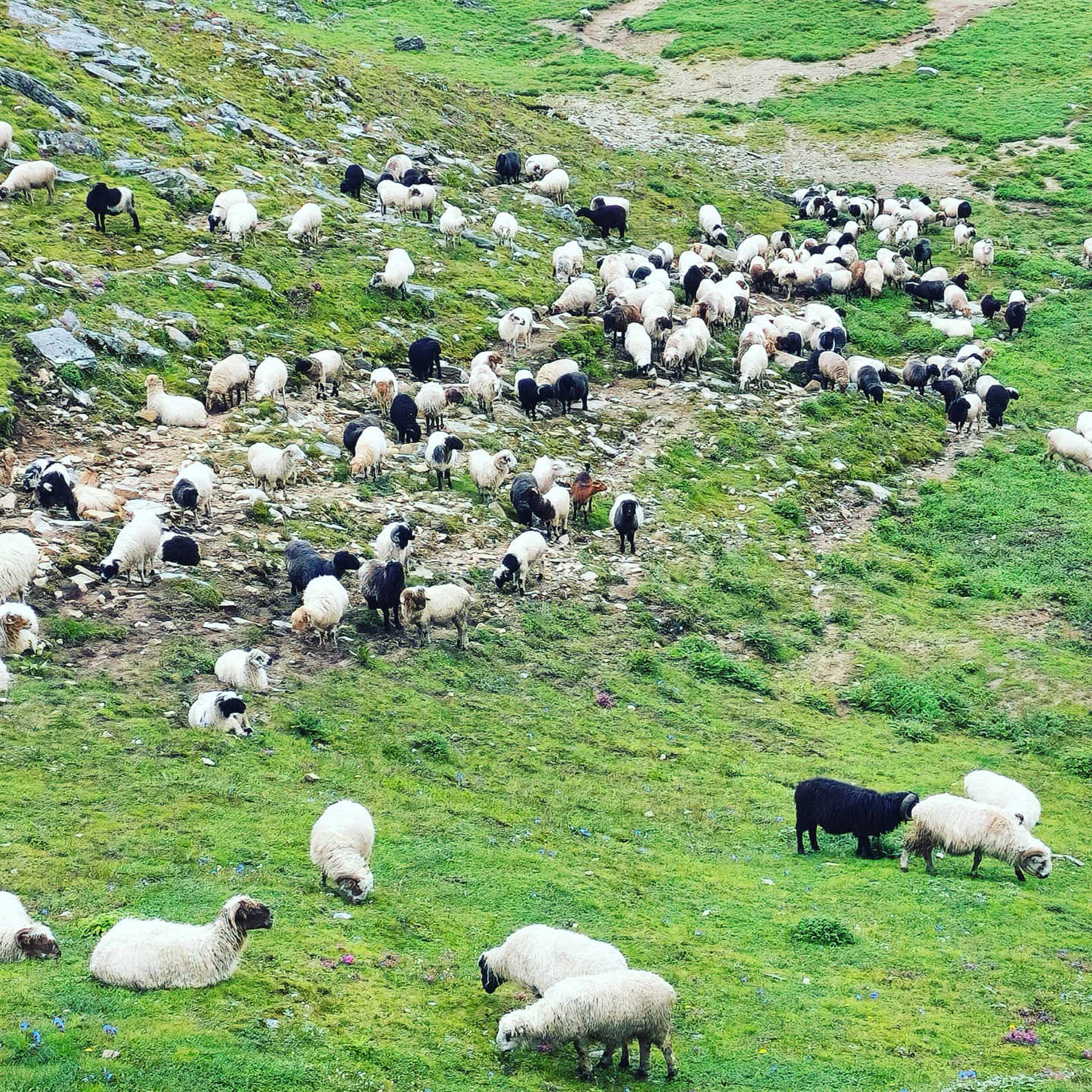 बारेकोटमा भेडापालन