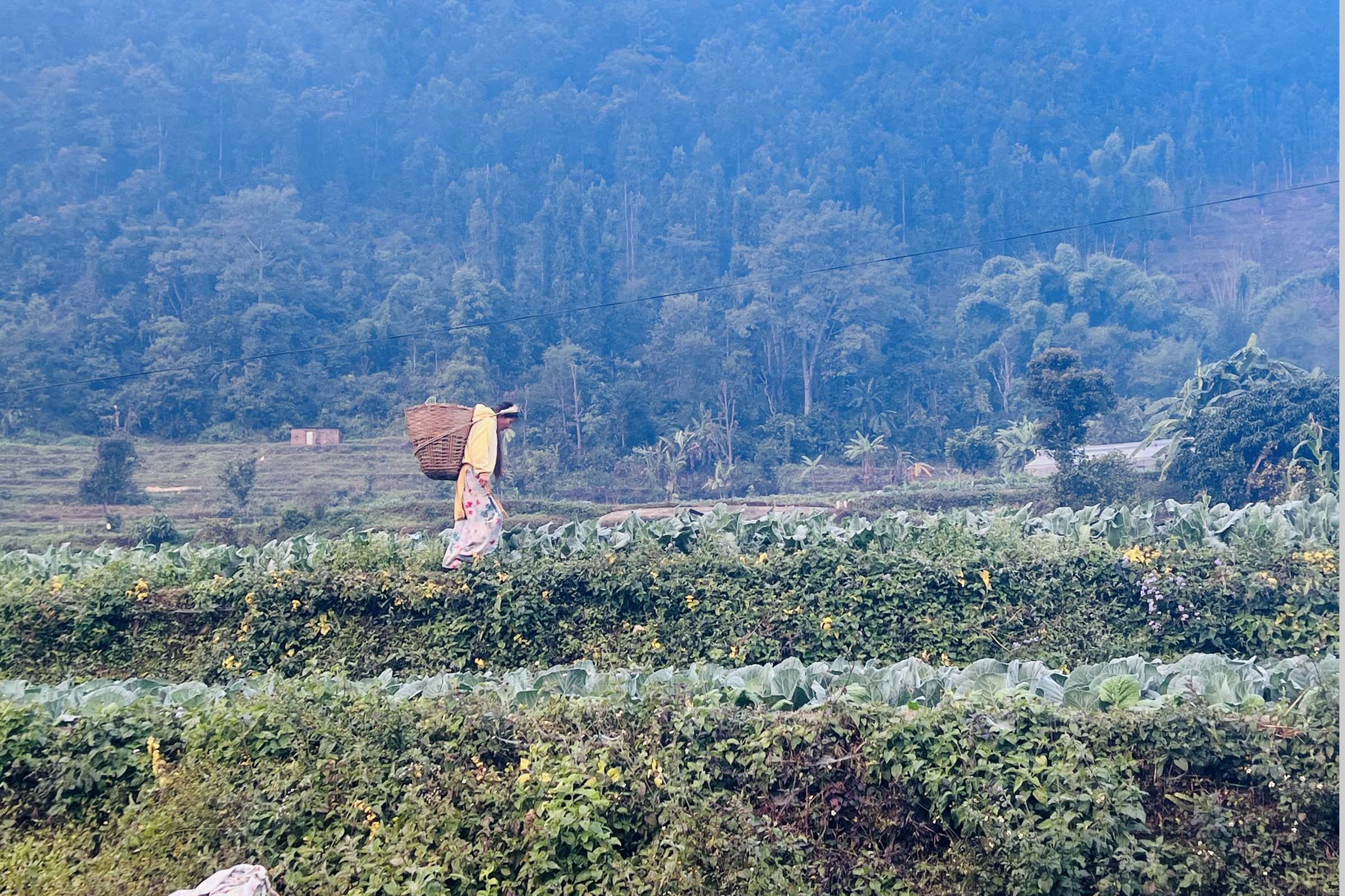 डोकामा काउली सङ्कलन गरिँदै