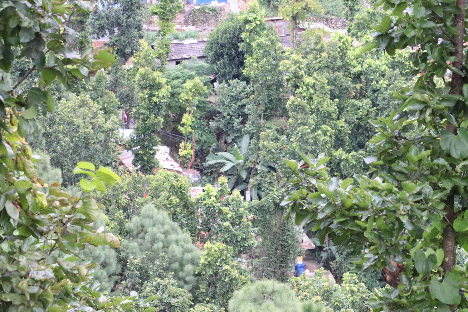 वन अतिक्रमण घरटहरा निर्माण