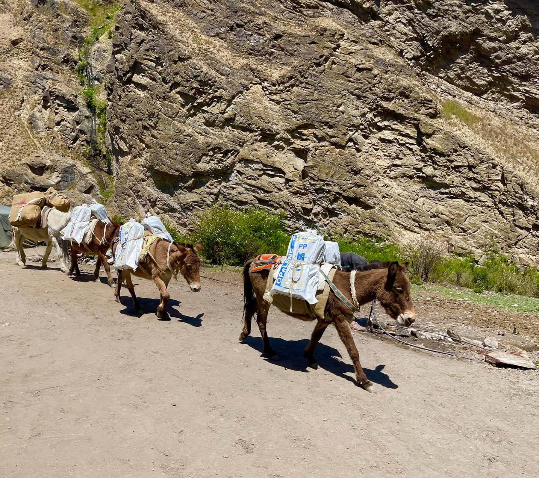 निर्माण सामग्री लादै गरेका खच्चड