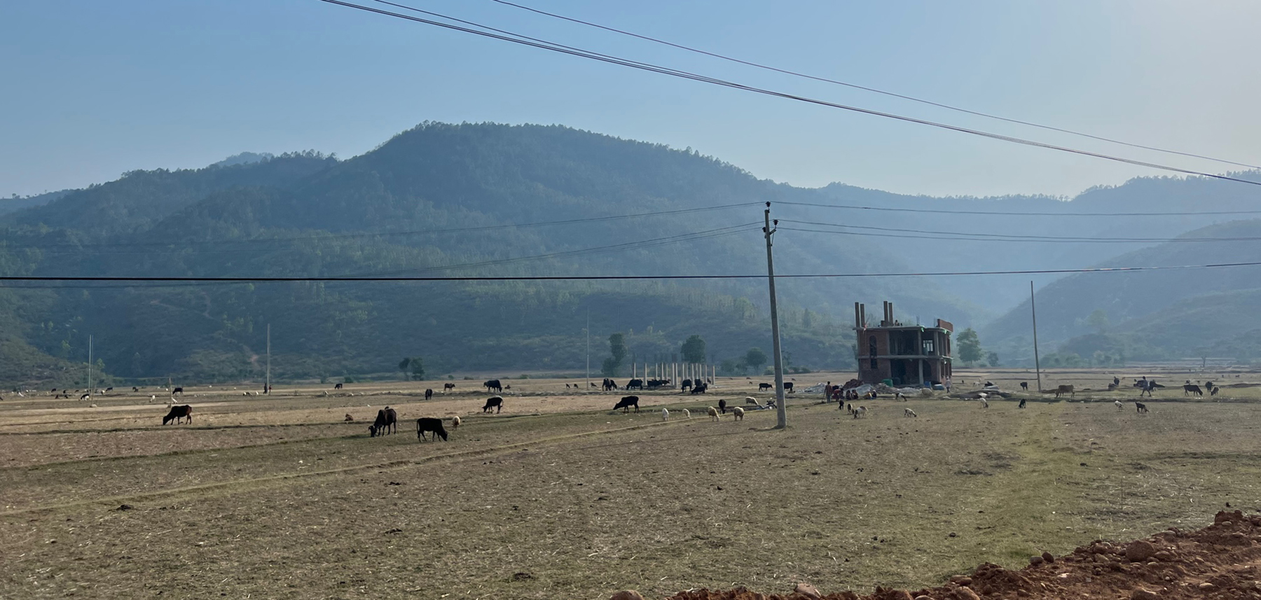आहारा खोजीमा रहेका पशुचौपाय