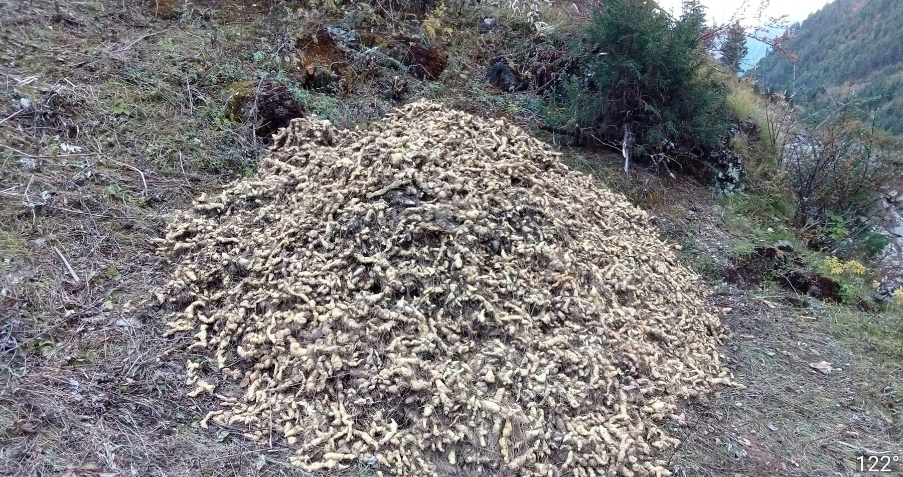 सेतक चिनी सङ्कलन
