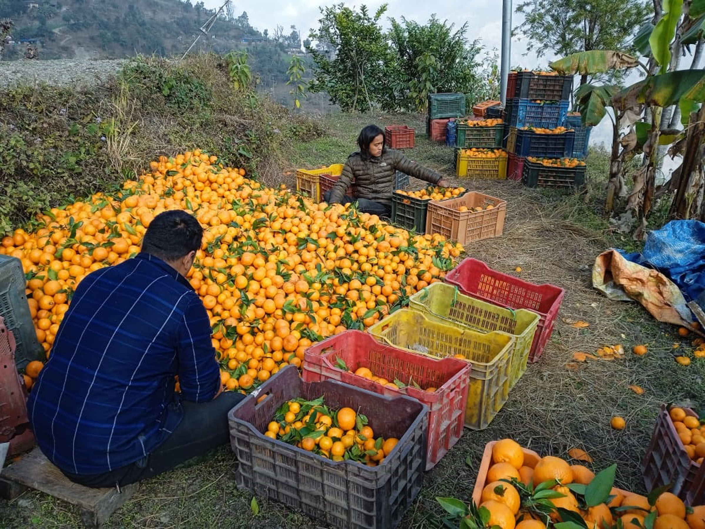 २० घरधुरीको बसोबास रहेको भोर्लेनीबाट २१ लाखको सुन्तला निकासी