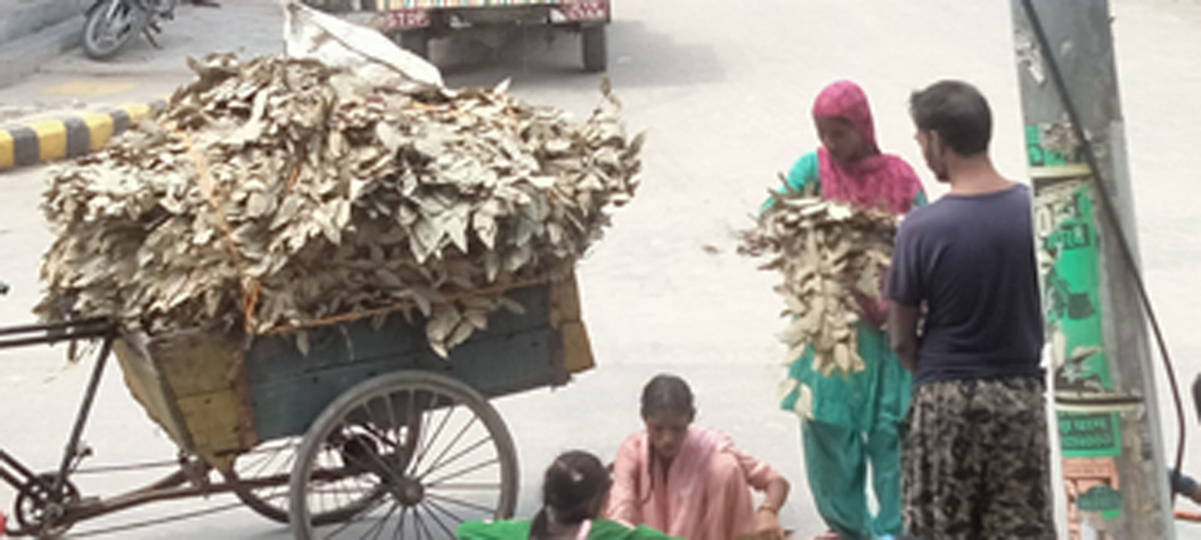 तेजपत्ता बिक्री