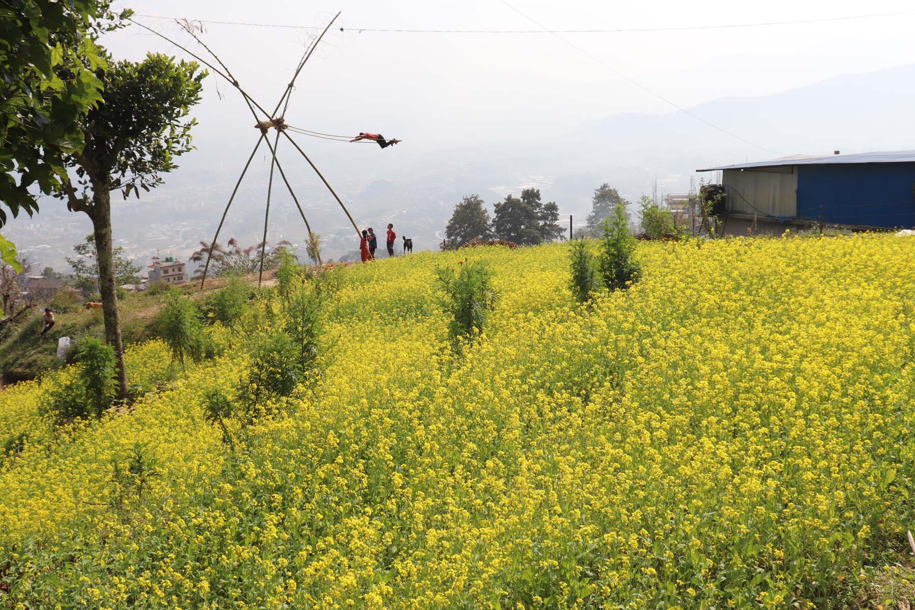 तोरी फुल्यो