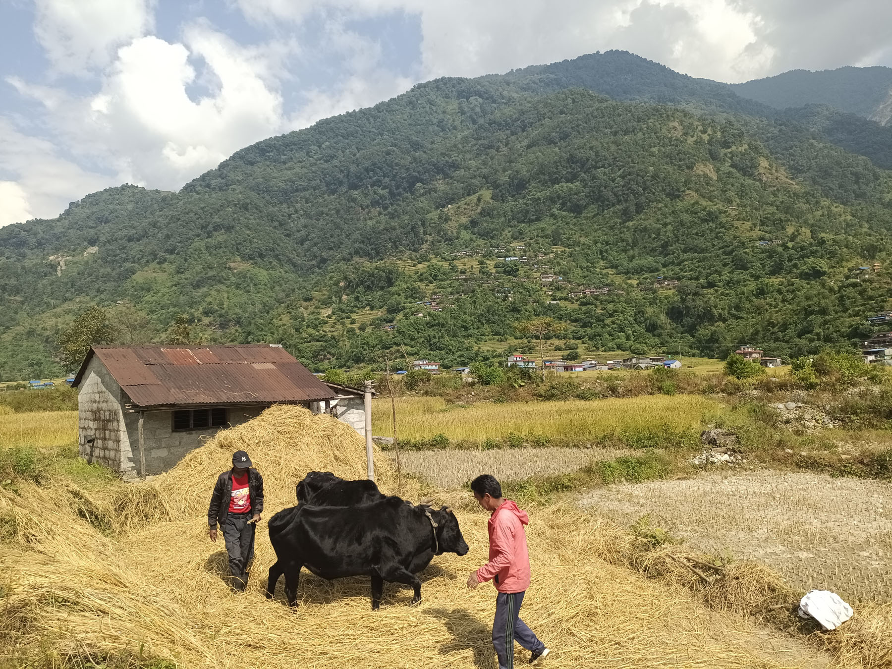 किसानलाई धान भित्र्याउने चटारो