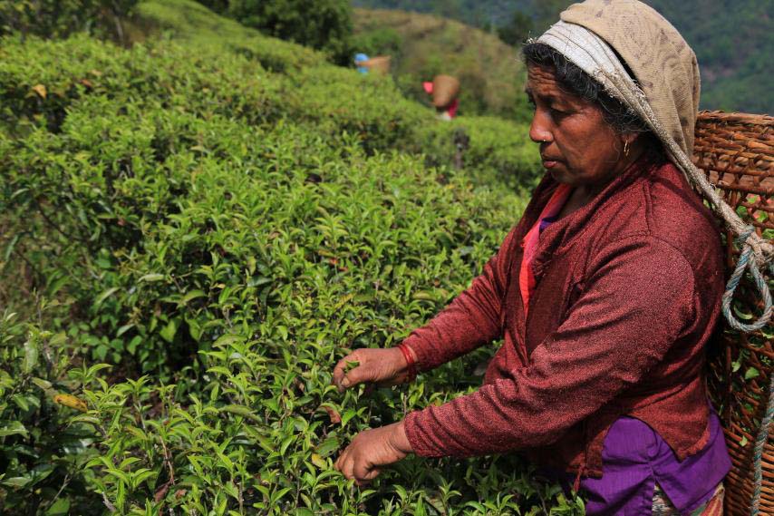 चियाबारीमा चियापत्ती टिप्दै मजदुर