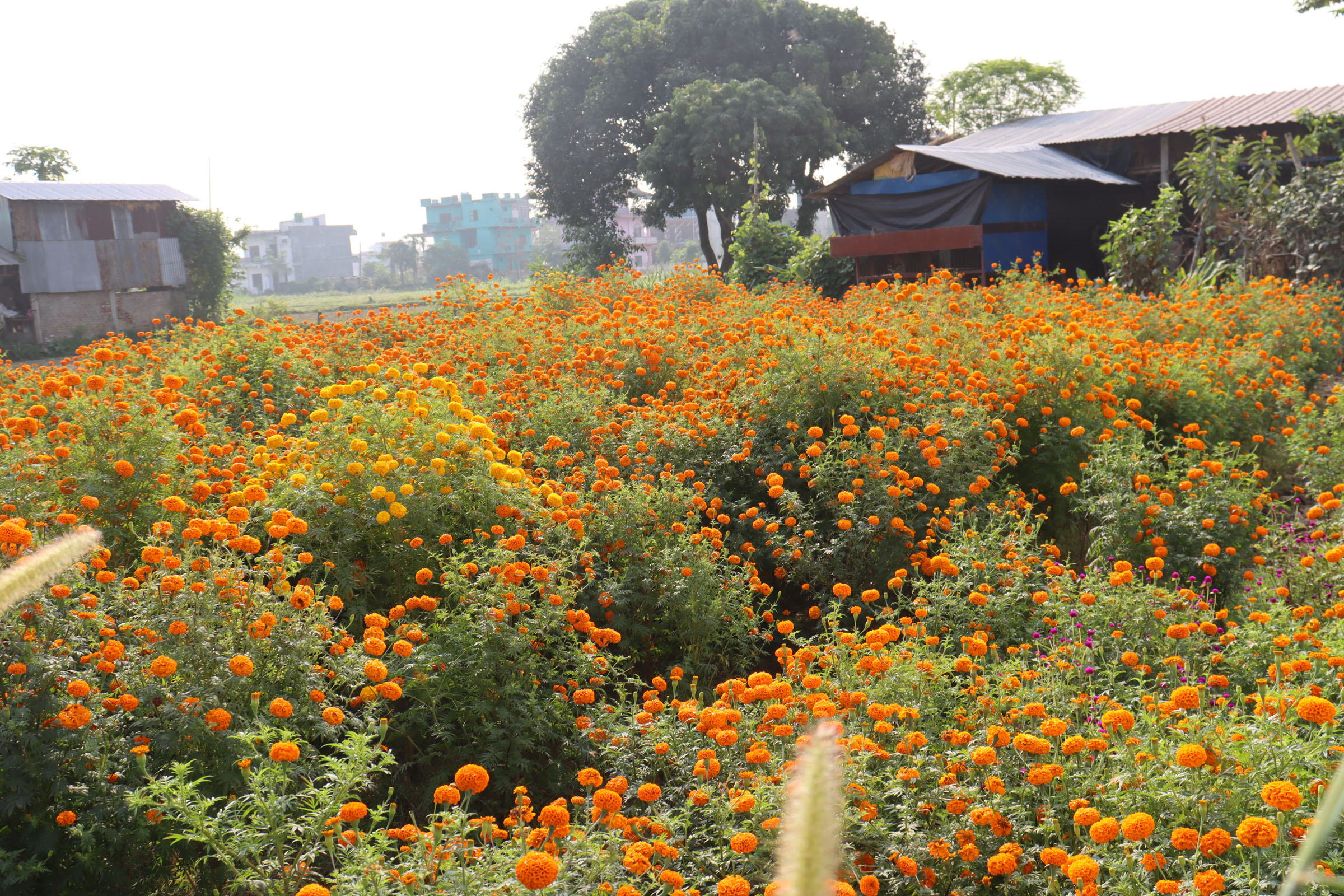 ढकमक्क सयपत्री फूल