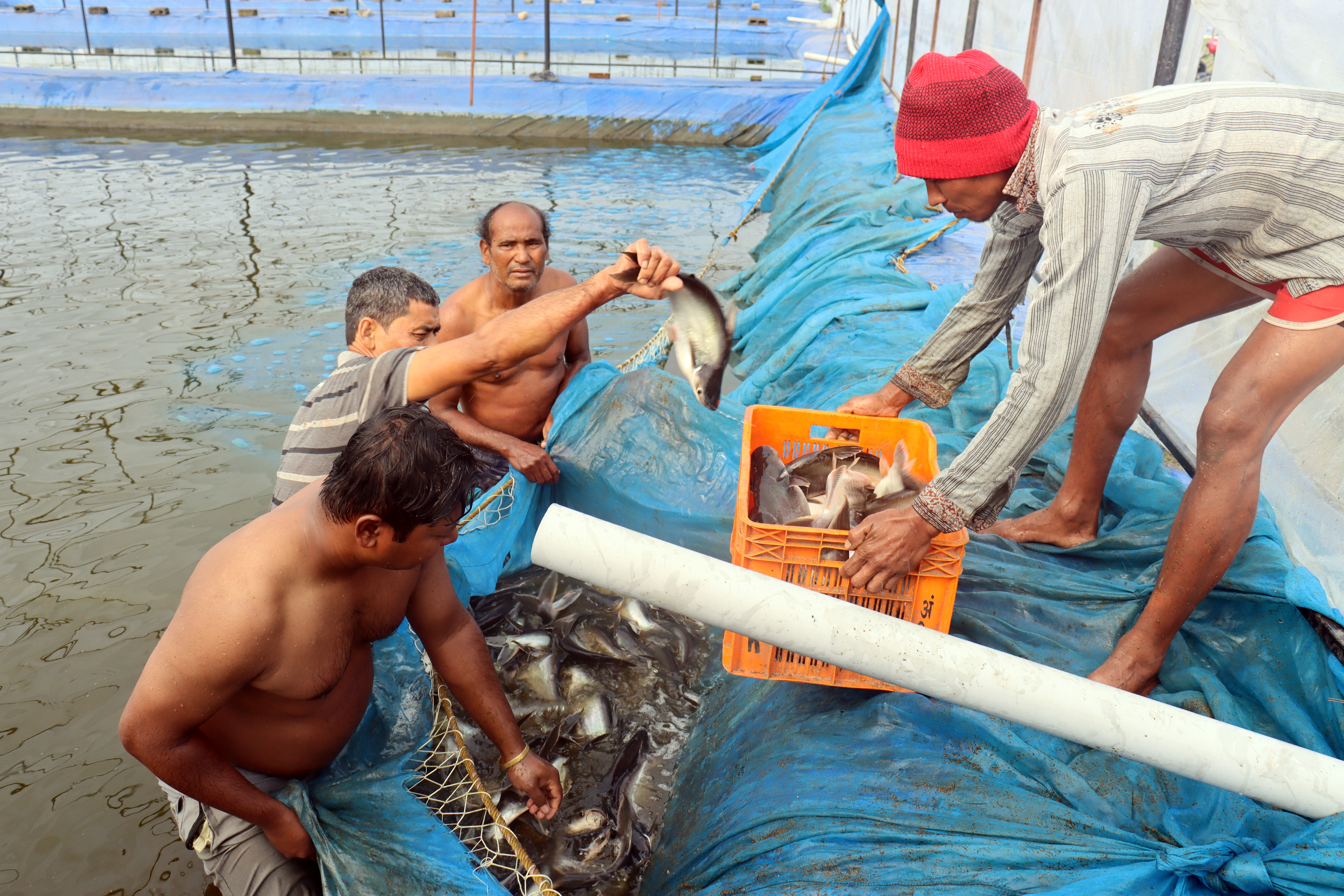 पोखरीबाट माछा निकाल्दै किसान