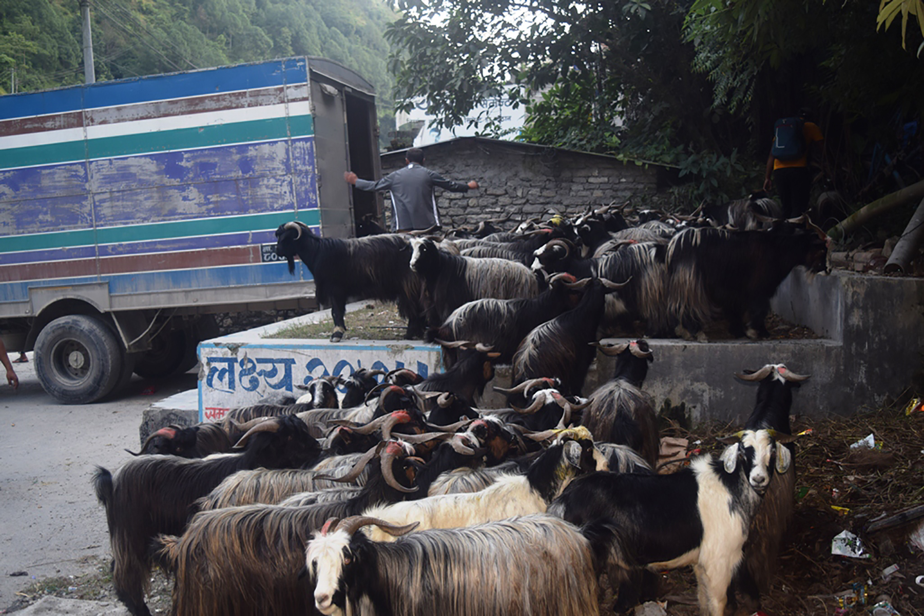 च्याङ्ग्रा निर्यात