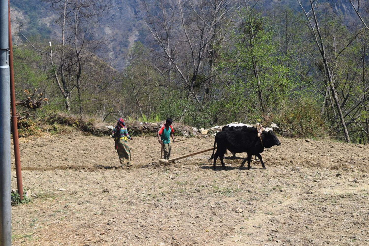 बारी जोत्दै बालक