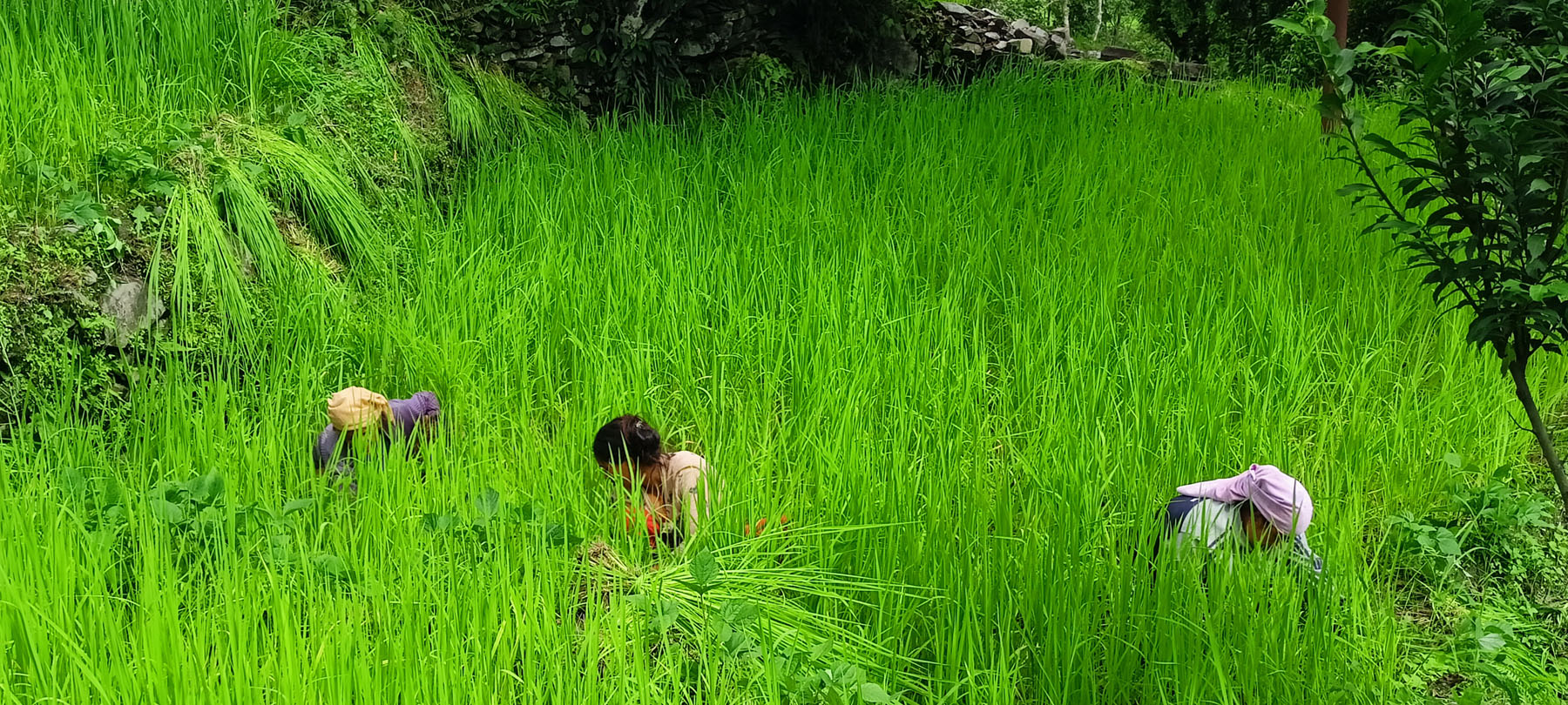 धान गोडमेल गर्दै