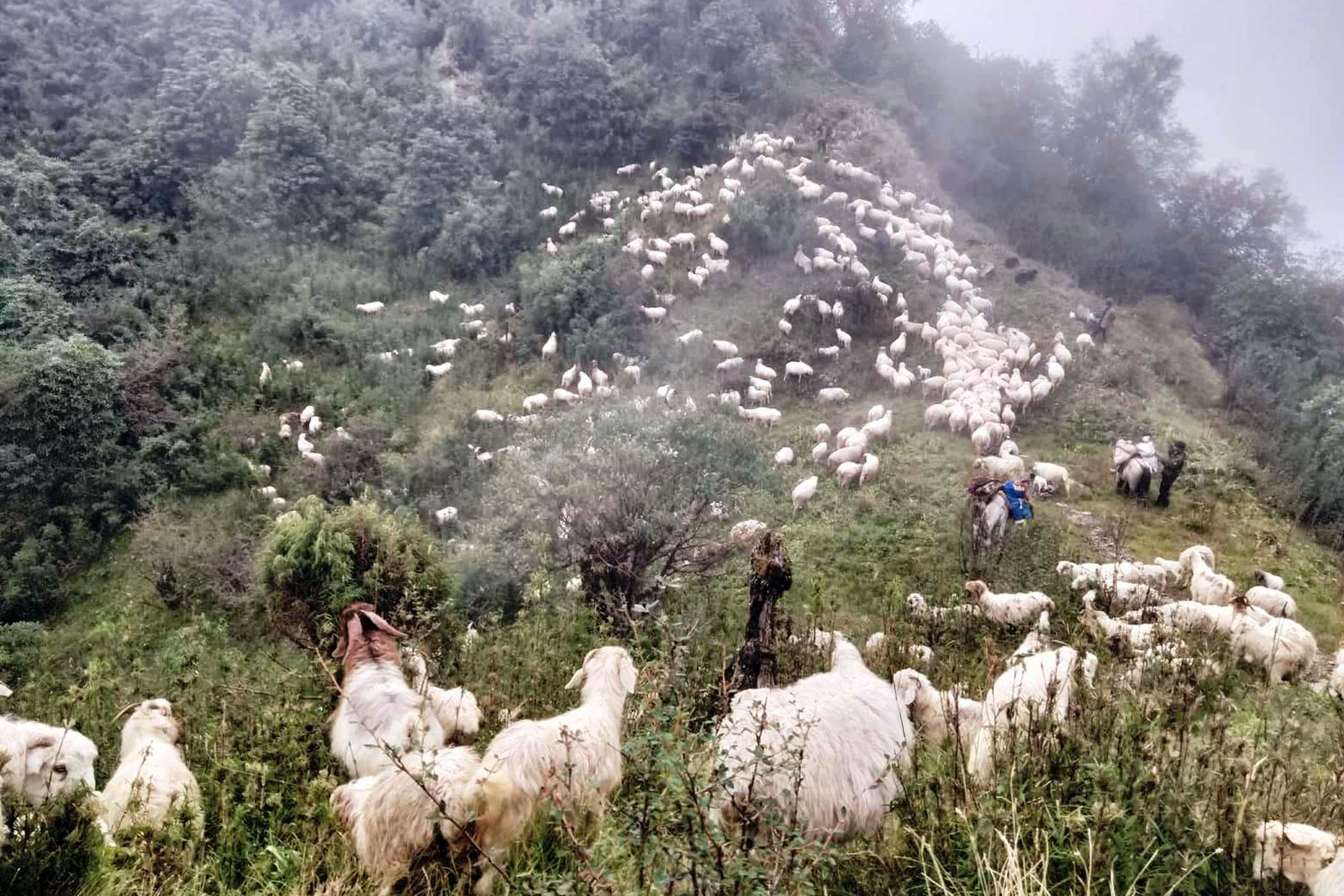पहाड झरे भेडीगोठ