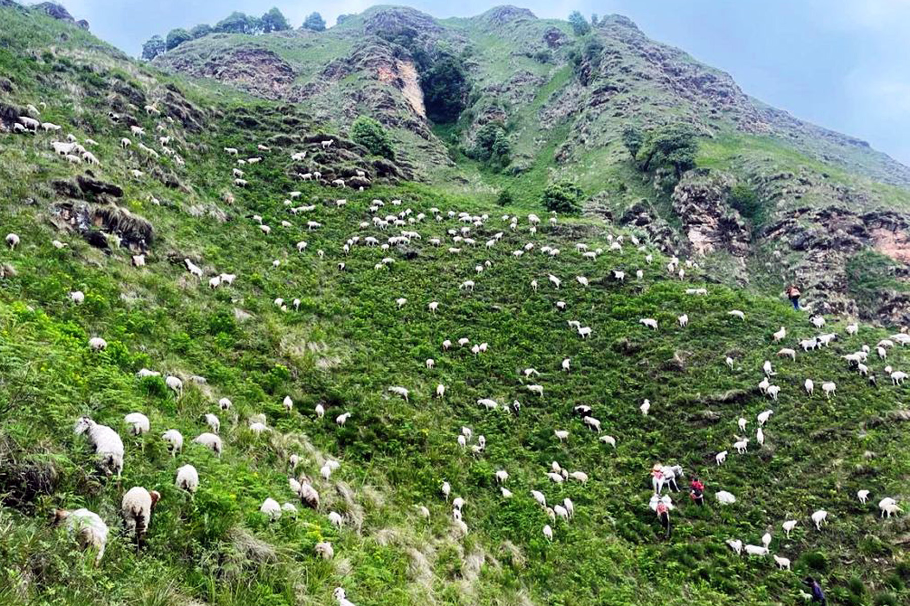 चरनक्षेत्रमा चर्दै भेडाबाख्रा