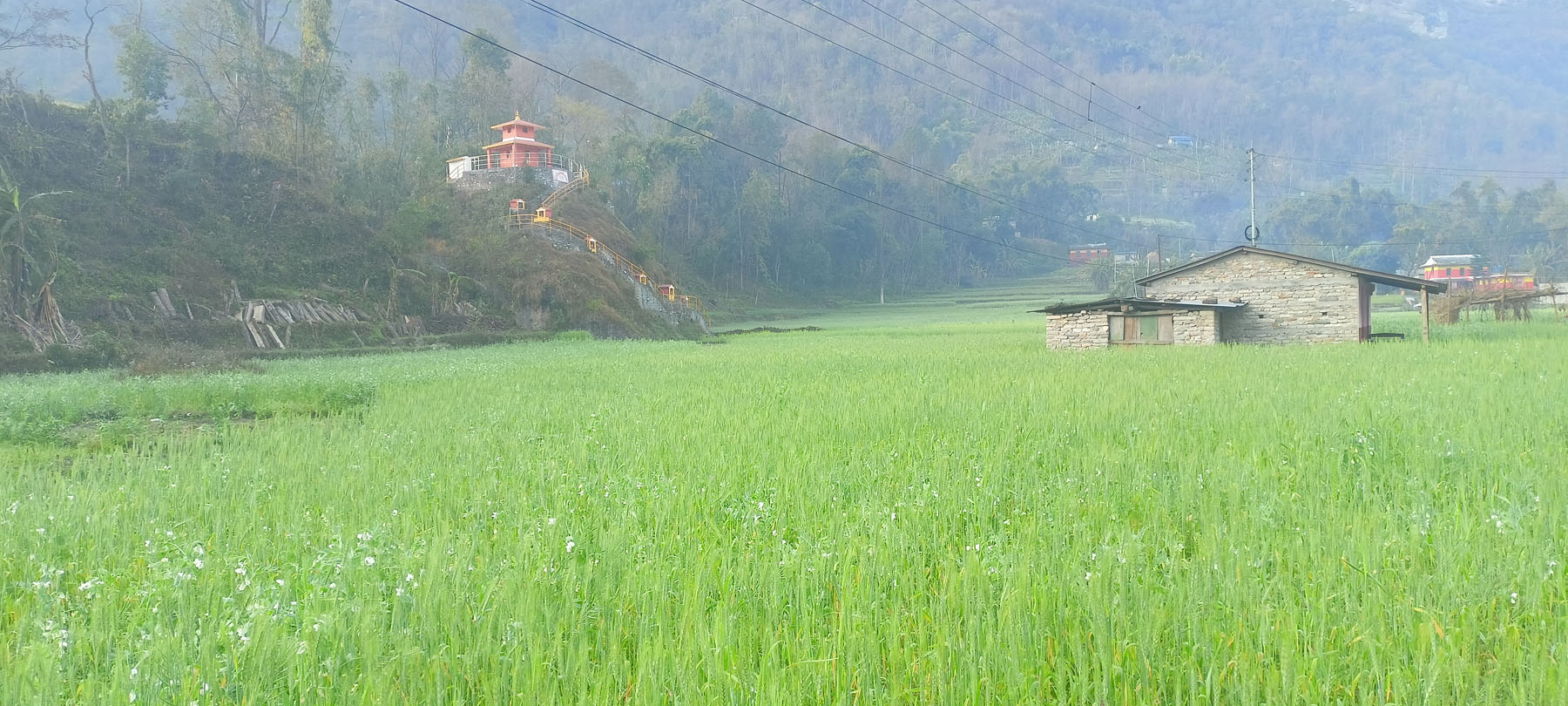 गहुँ खेती