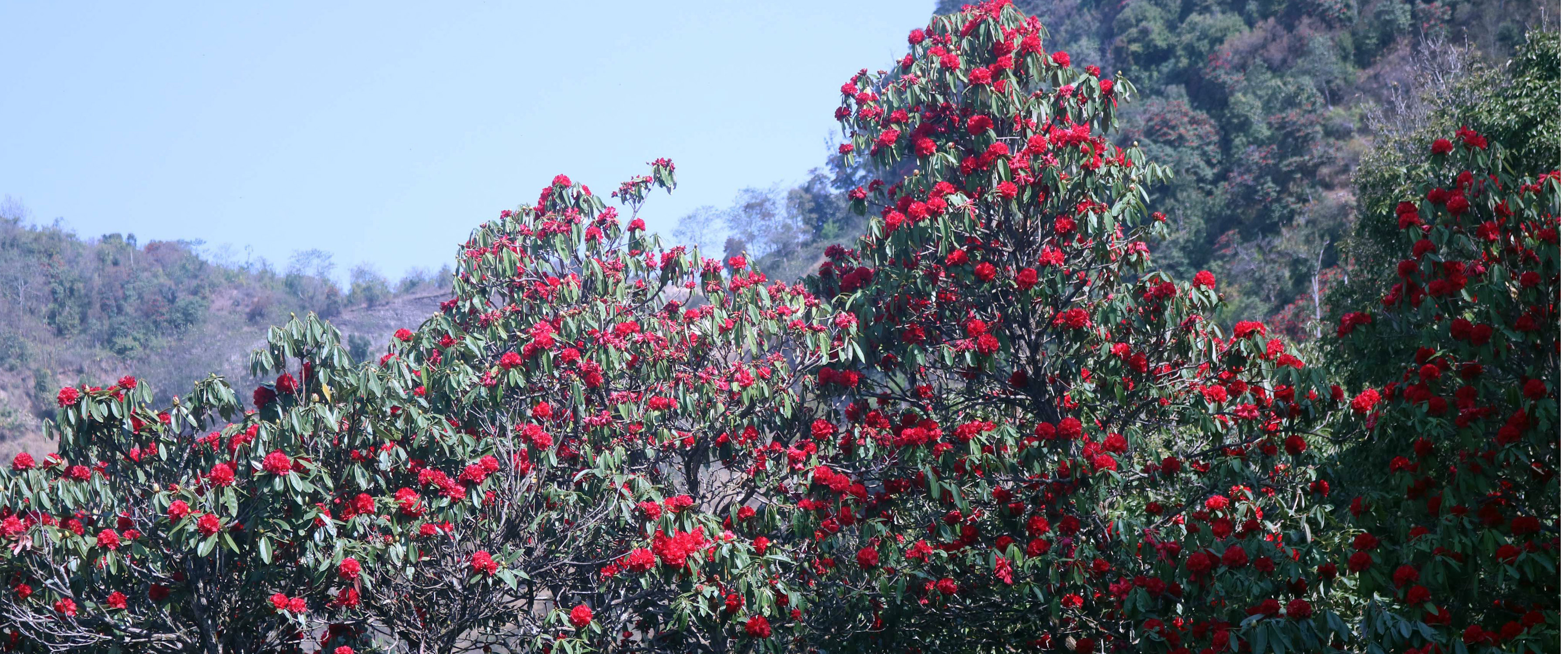 लालीगुराँसको मौसम