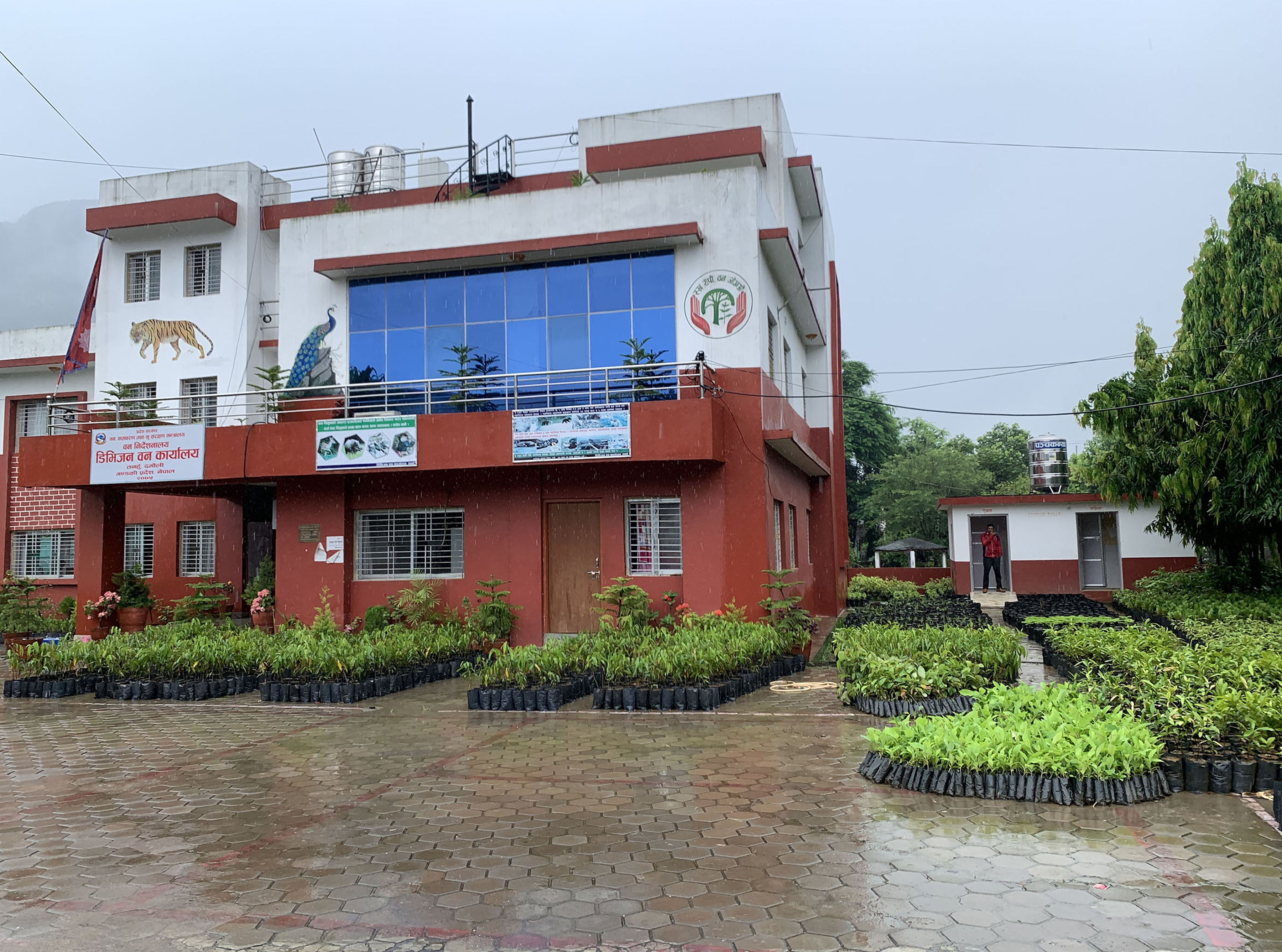 वितरणका लागि राखिएको विरुवा