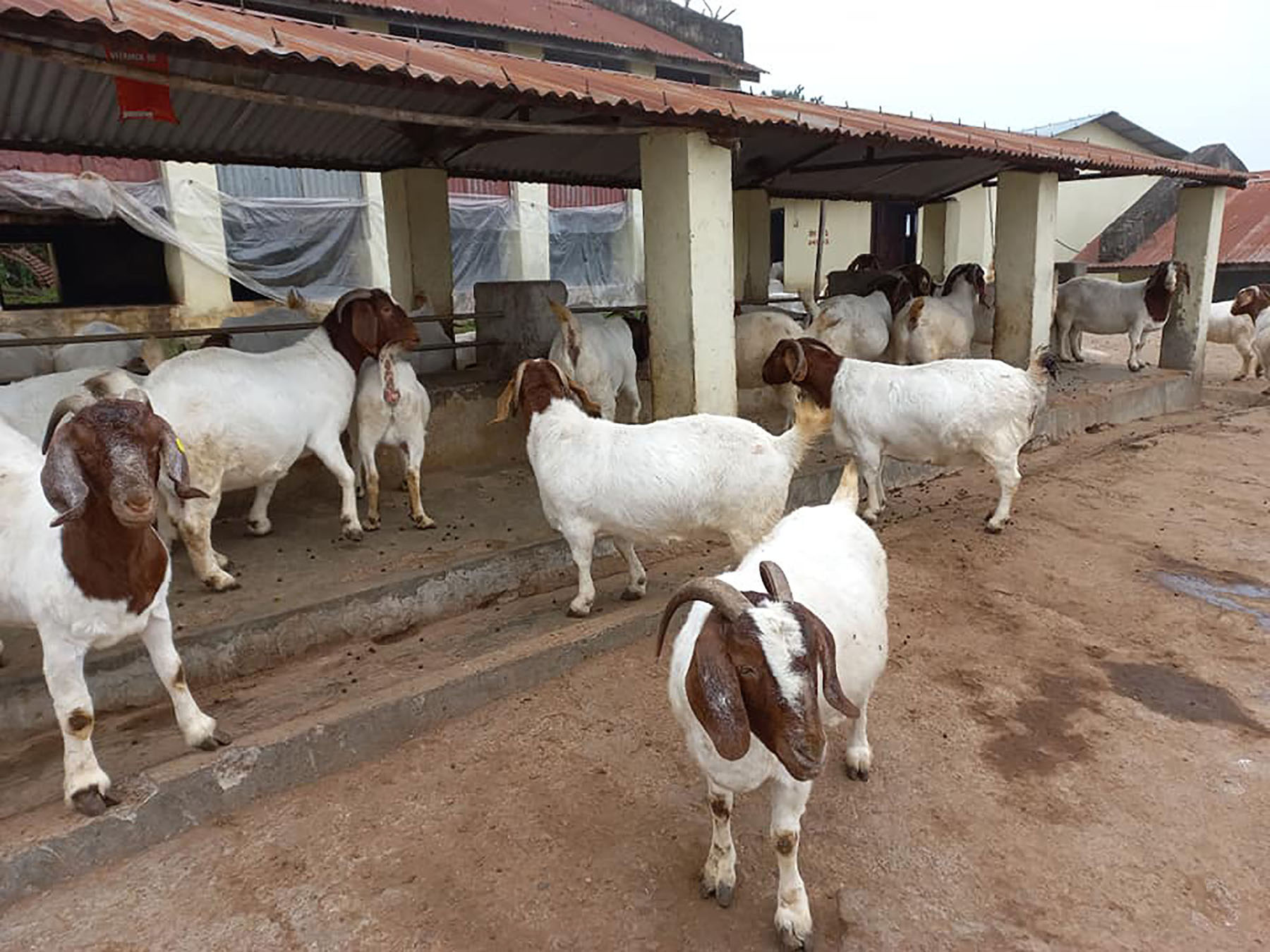 अनुसन्धान केन्द्रमा रहेका बाख्रा