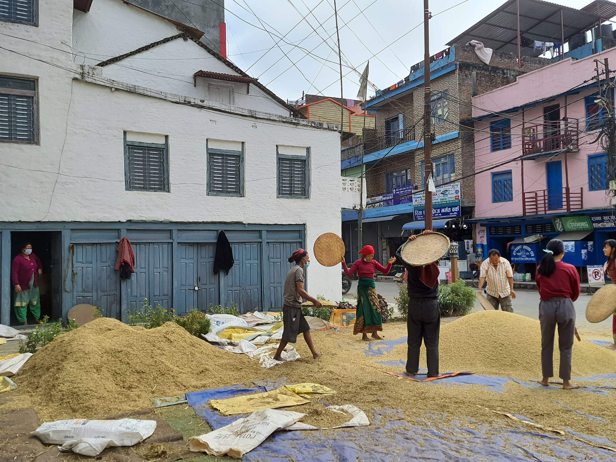 धान थन्काउने चटारो