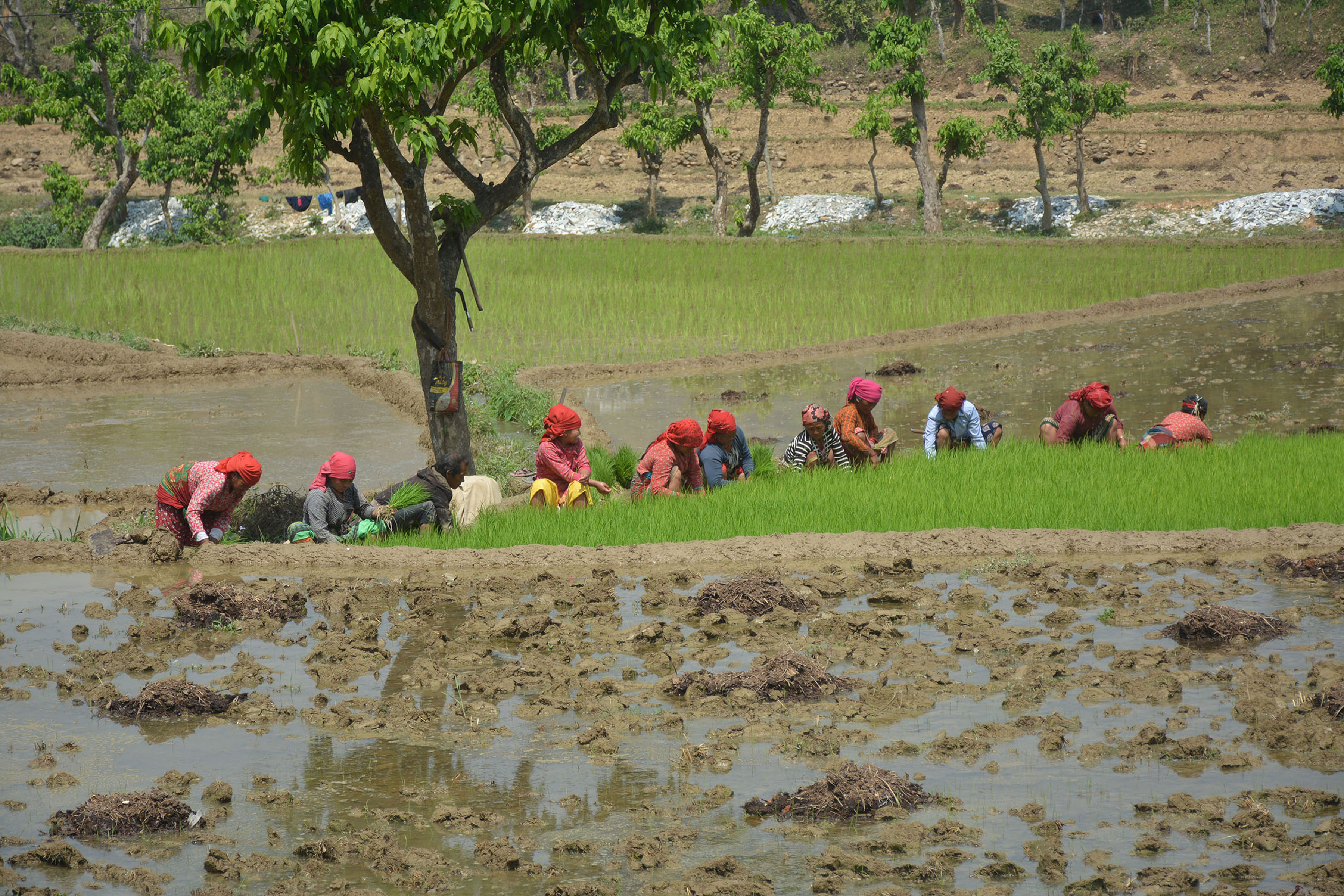धानको बीउ काढ्दै किसान